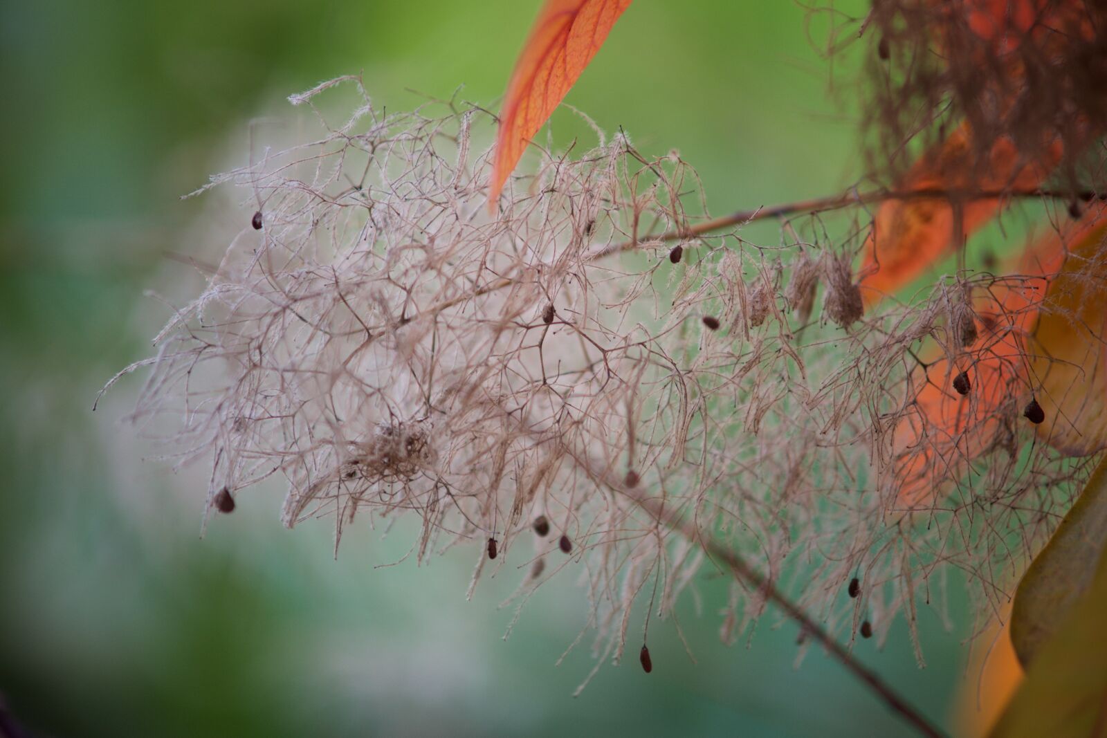 Sony a7 + Minolta AF 70-210mm F4 Macro sample photo. Tree, nature, fluffy photography