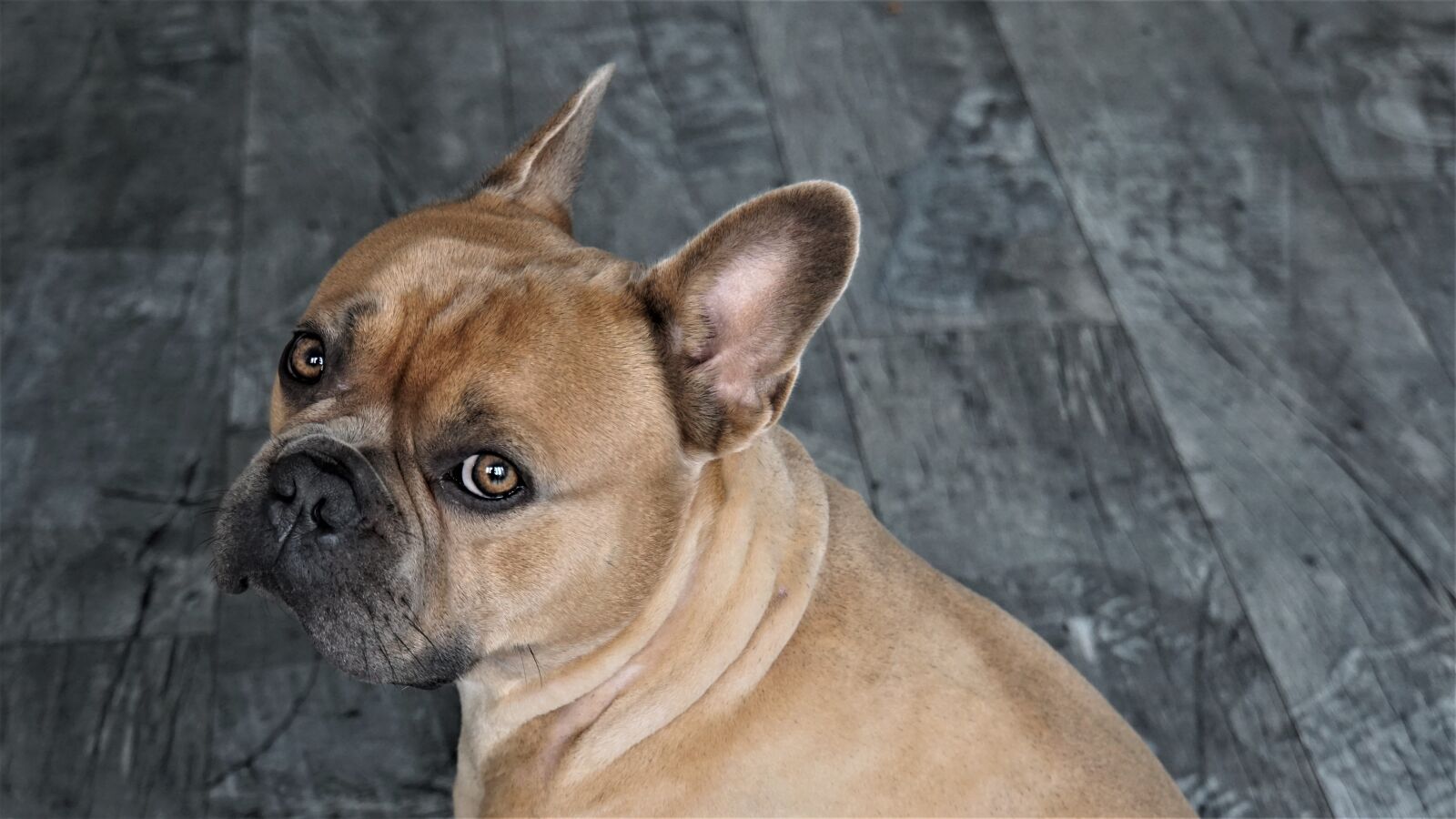 Sony E 18-200mm F3.5-6.3 OSS LE sample photo. French bulldog, dog, animal photography