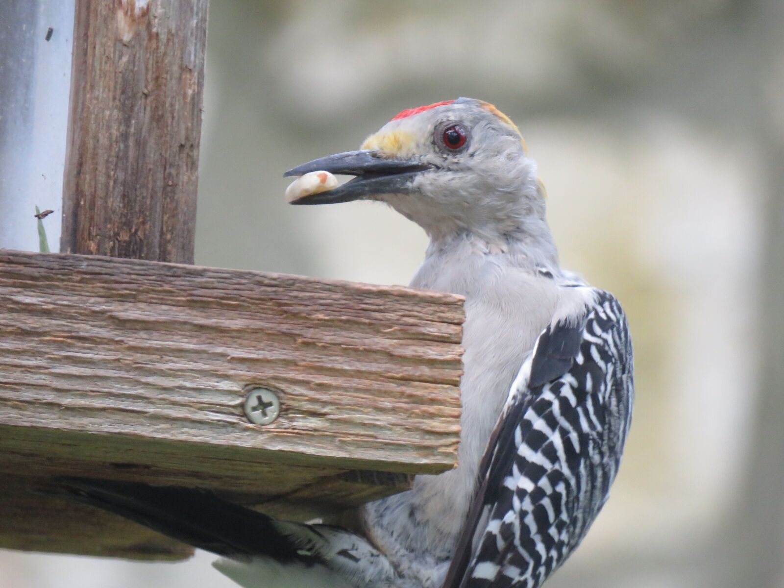 Canon PowerShot SX60 HS sample photo. Bird, woodpecker, up close photography