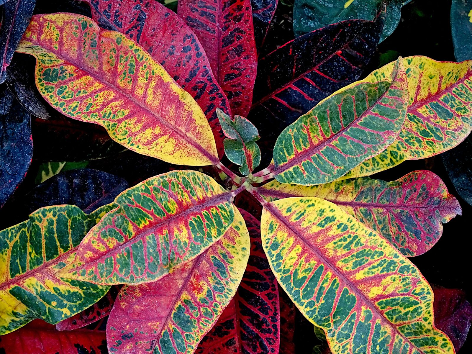Sony Cyber-shot DSC-HX90V sample photo. Croton, tropical plants, multi-coloured photography
