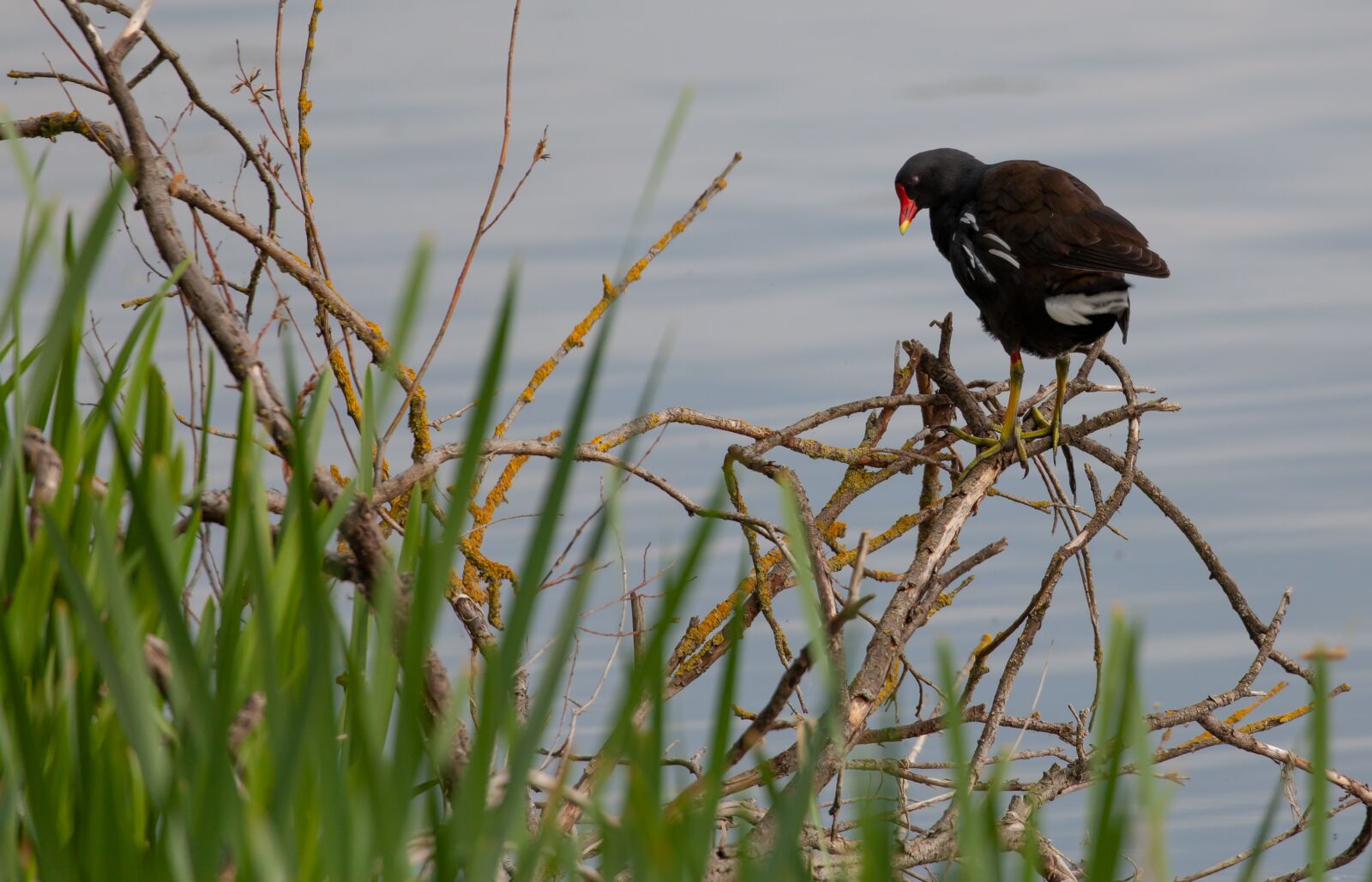 Canon EOS 5D Mark II sample photo. Moorhen, lake, branch photography