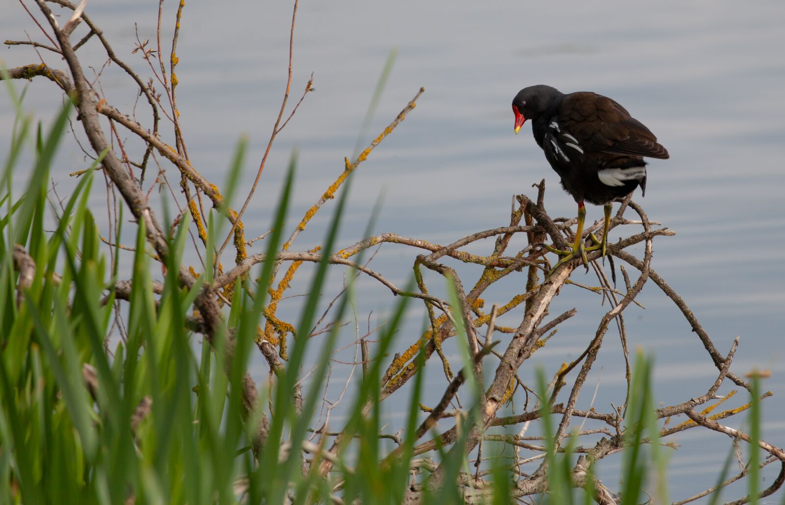 Canon EOS 5D Mark II + Canon EF 100-400mm F4.5-5.6L IS II USM sample photo. Moorhen, lake, branch photography