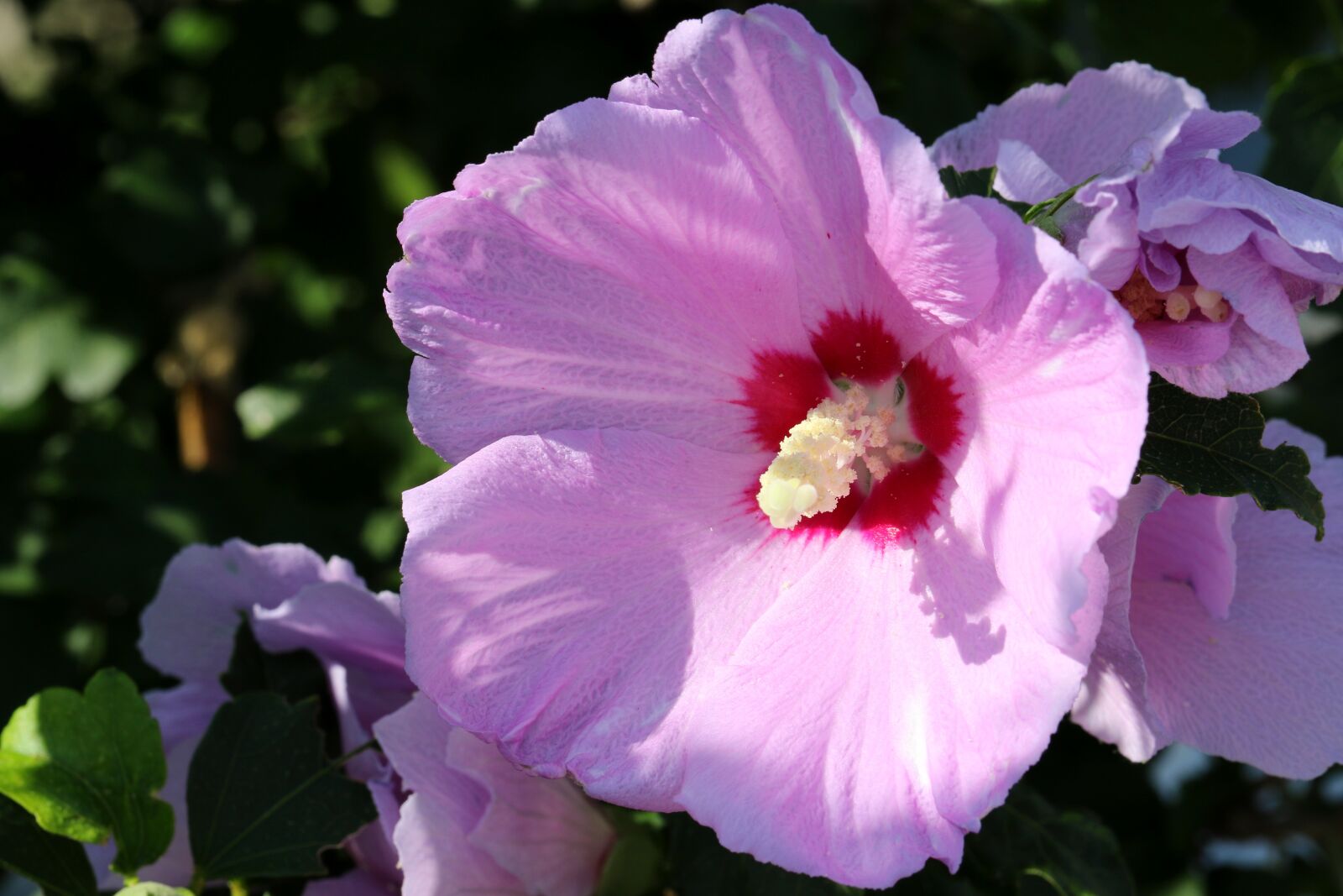 Canon EOS 7D Mark II sample photo. Pink flowers, stamens, stigma photography