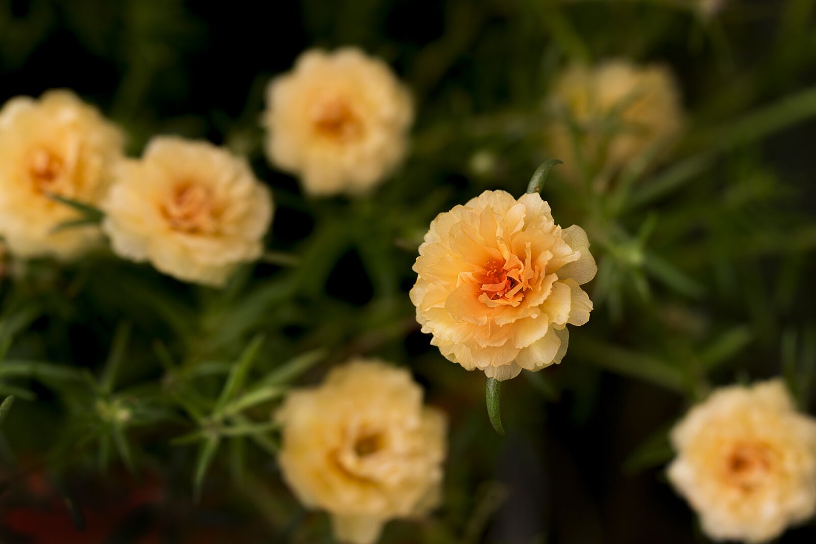 Canon EF 100mm F2.8L Macro IS USM sample photo. Flower, nature, flora photography