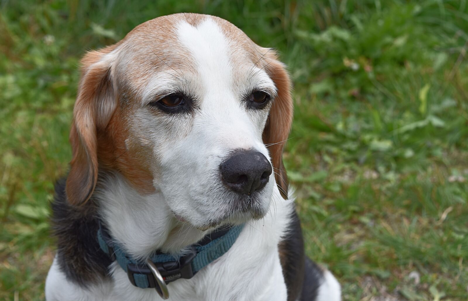 Nikon D7200 sample photo. Dog, pet, portrait photography