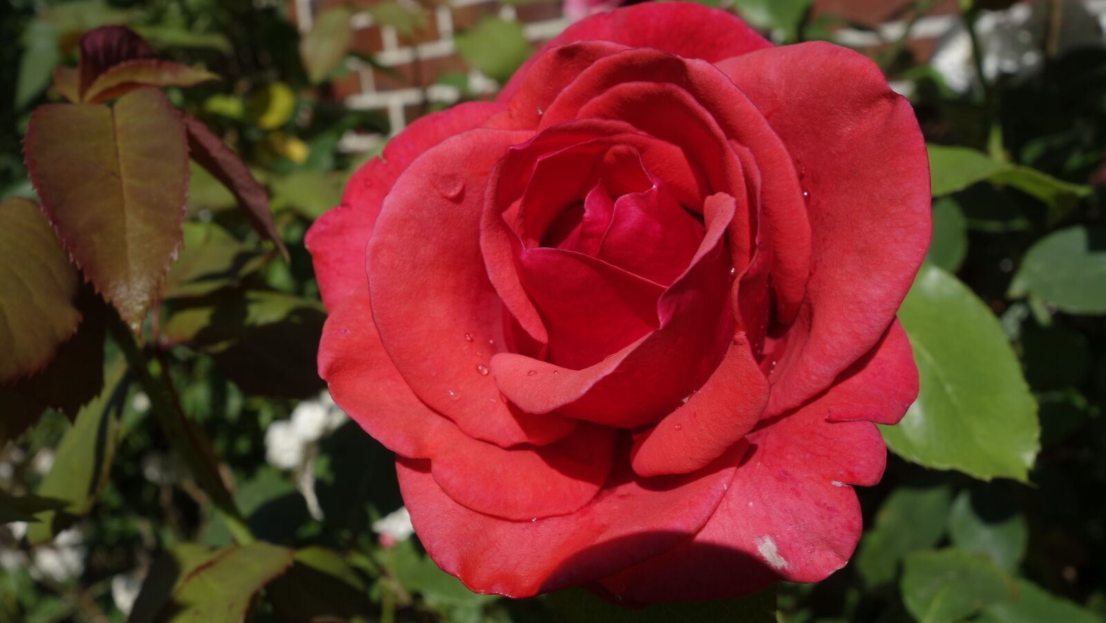 Sony Cyber-shot DSC-RX100 sample photo. Roses, garden, fragrance photography