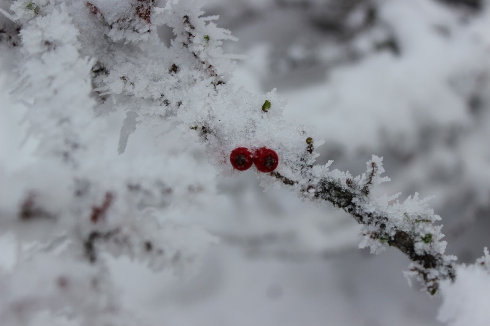 Canon EOS 600D (Rebel EOS T3i / EOS Kiss X5) sample photo. Winter, the sleeping rose photography