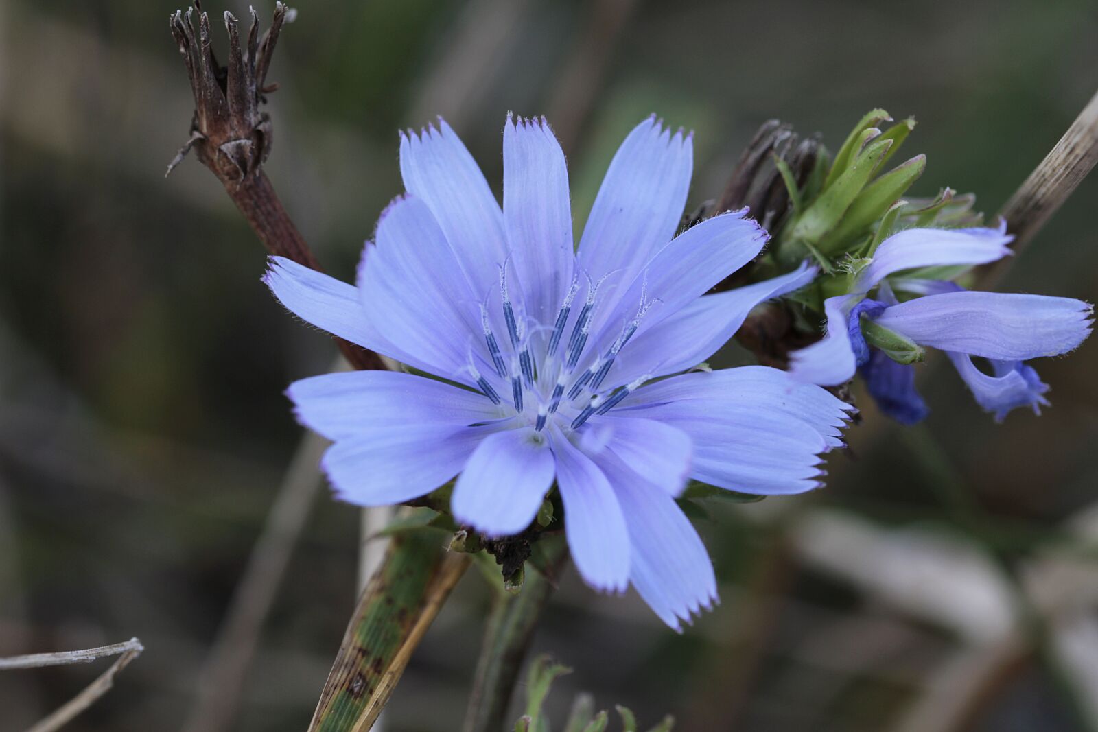 Canon EOS 700D (EOS Rebel T5i / EOS Kiss X7i) sample photo. Chicory, bach flowers, nature photography