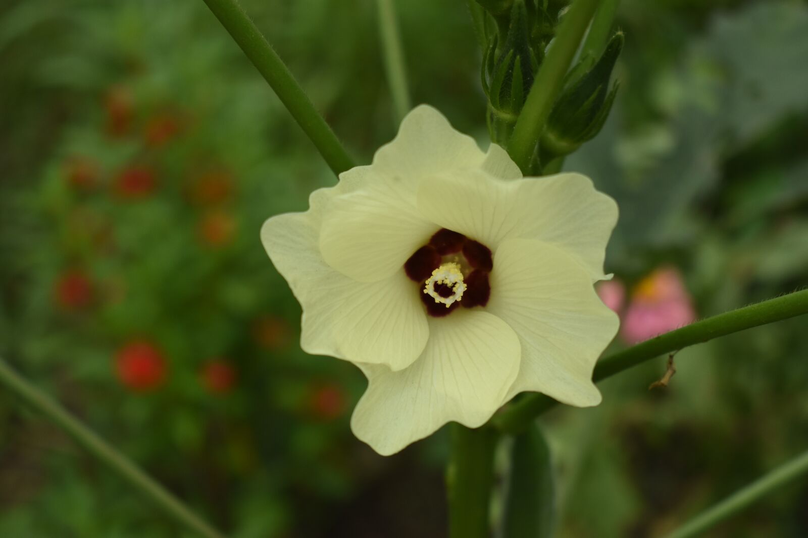 Nikon D3400 sample photo. Lady finger flower, flower photography