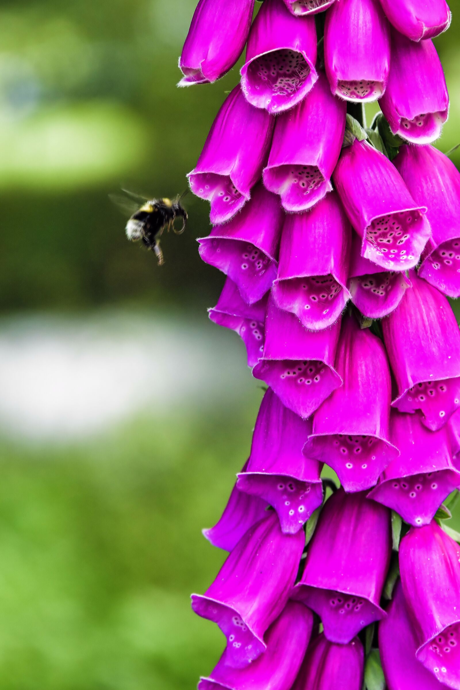 Nikon D850 sample photo. Foxglove, bumble bee, summer photography