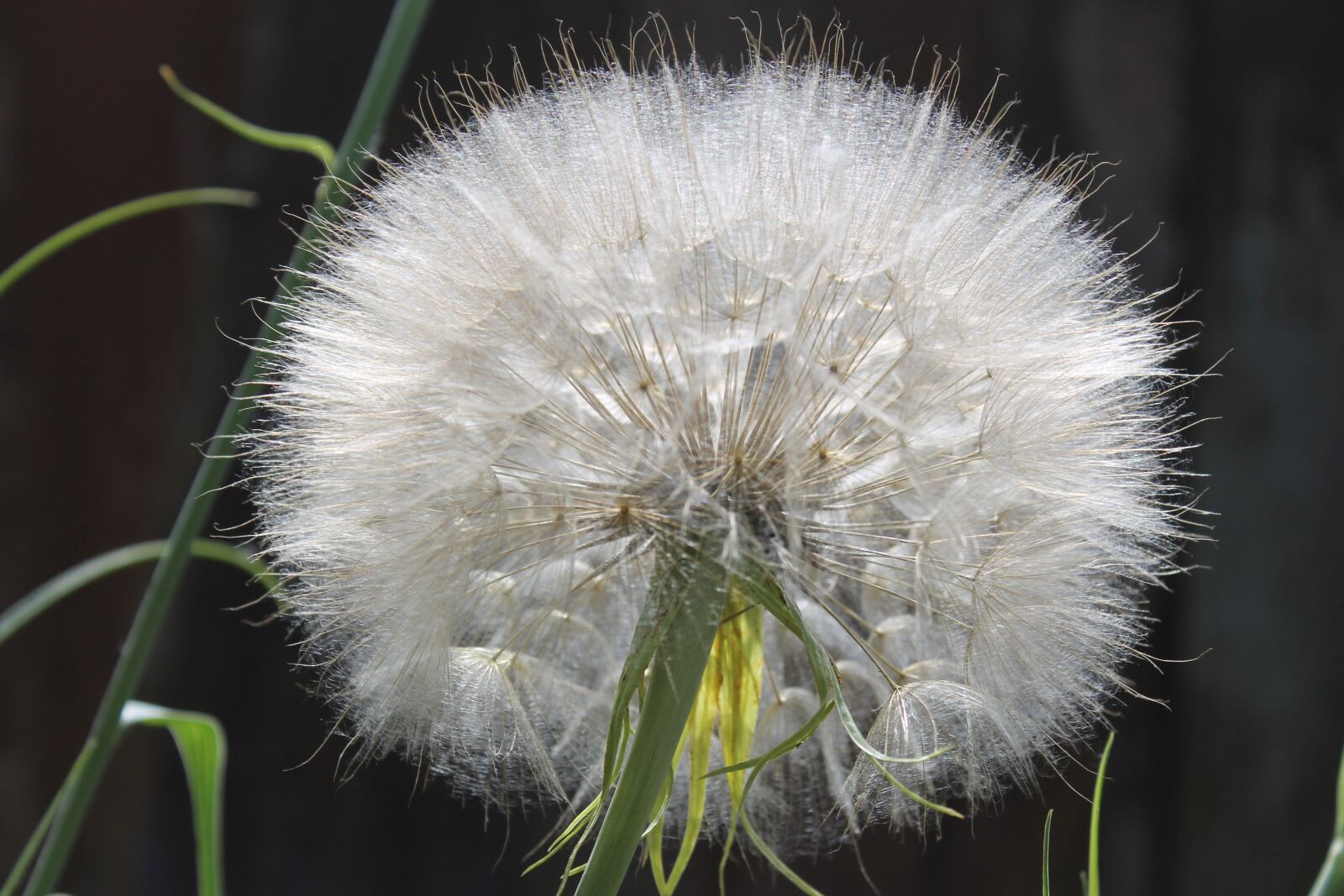 Canon EOS 1100D (EOS Rebel T3 / EOS Kiss X50) sample photo. Dandelion, summer, plant photography