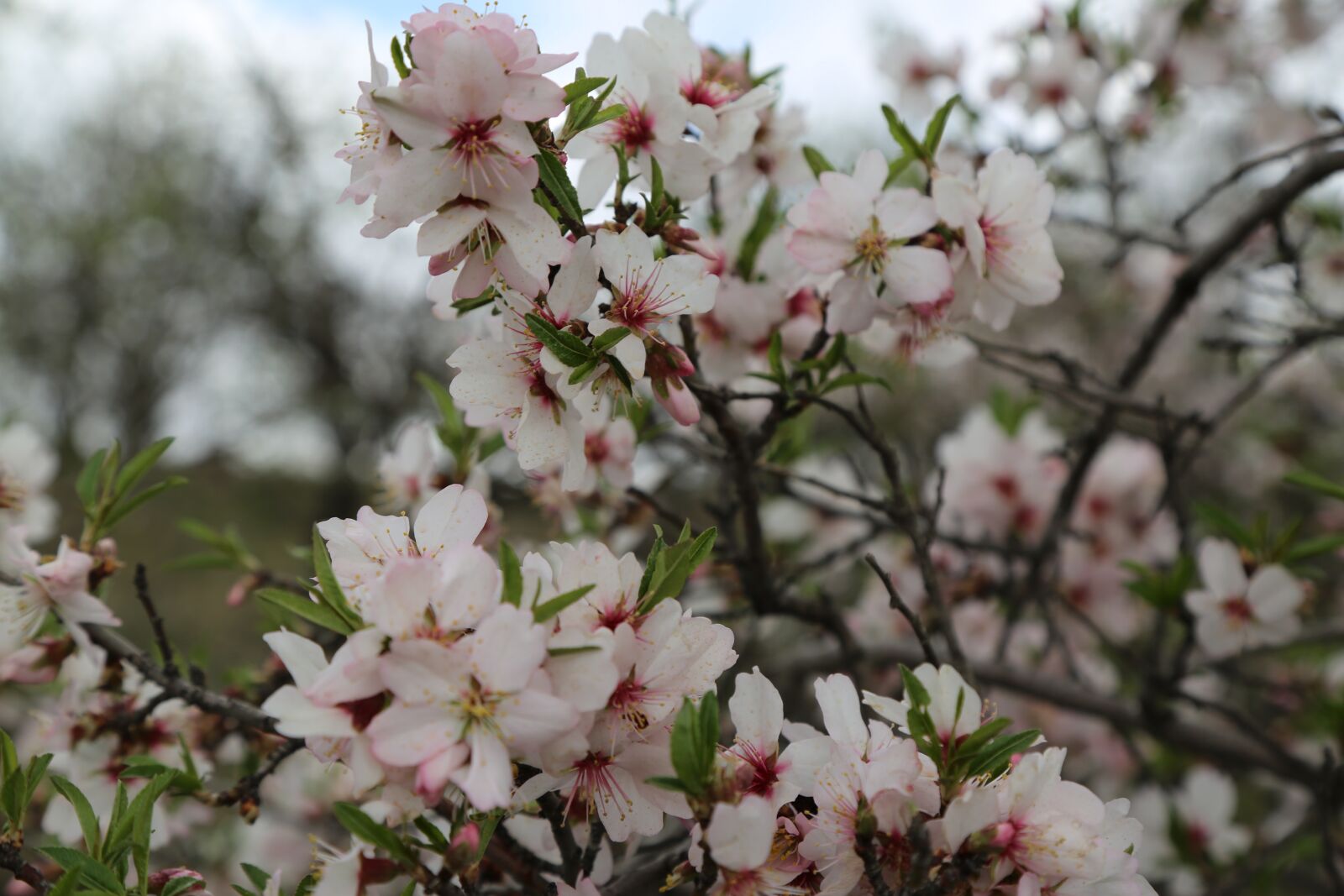 Canon EF 24-105mm F4L IS USM sample photo. Flower, tree, nature photography