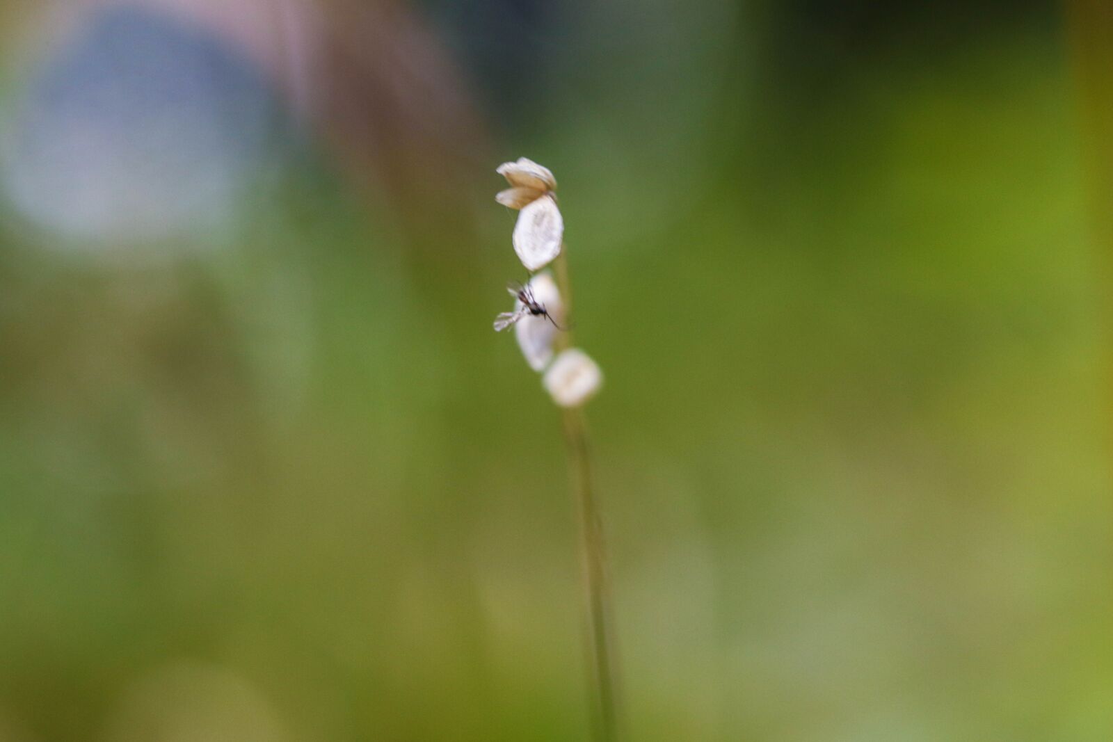 Canon EOS 7D Mark II sample photo. Nature, plant, white photography