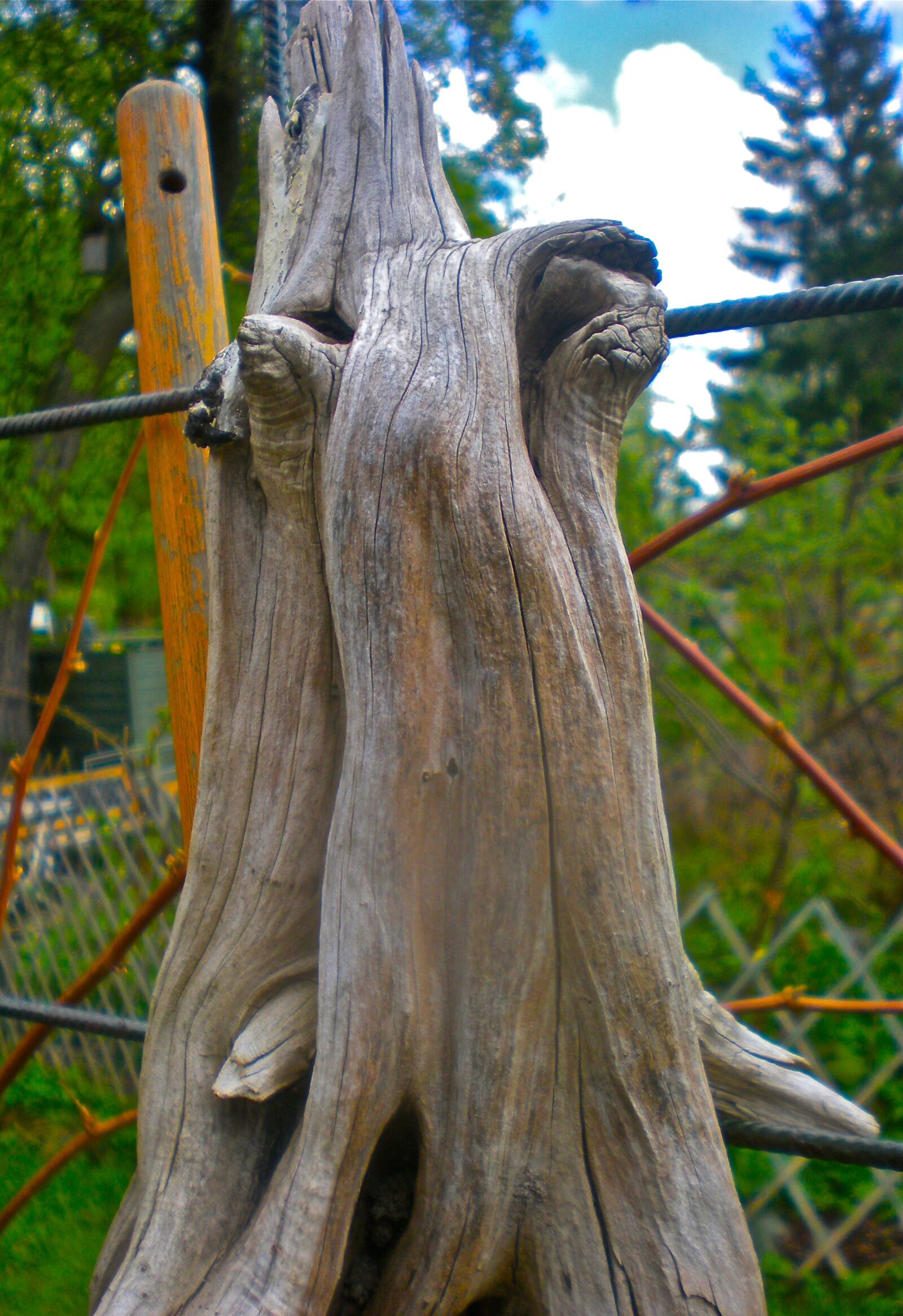 Nikon Coolpix S210 sample photo. Tree figure, natural art photography