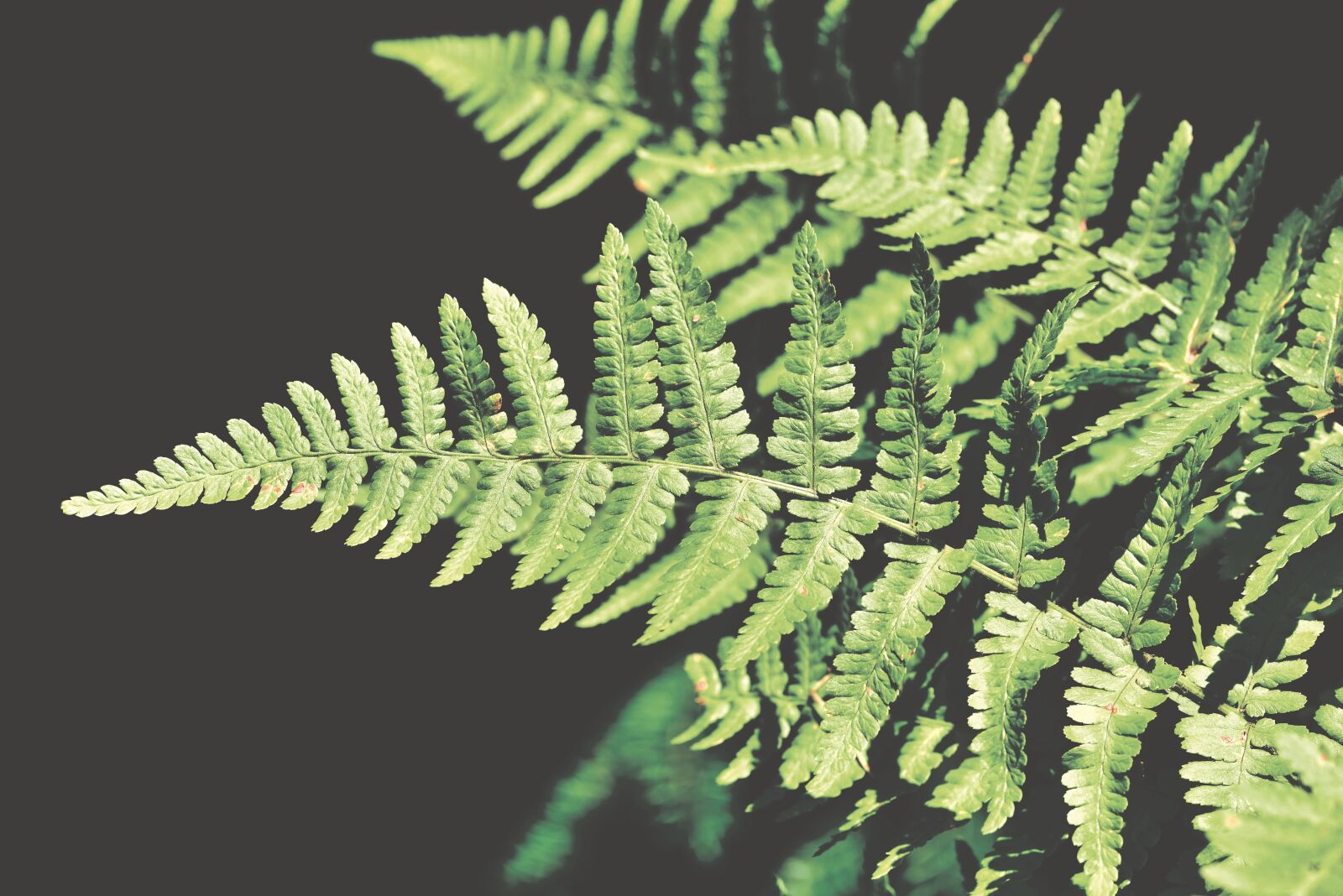 Nikon D800 sample photo. Fern, fern leaf, fern photography