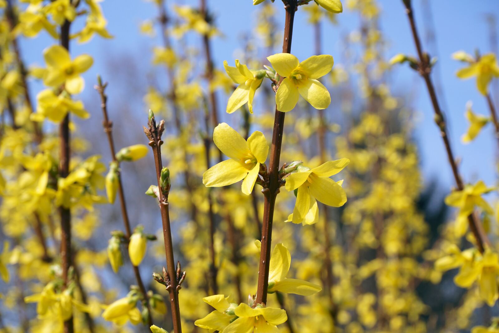 Sony a6000 sample photo. Forsythia, sepals, gold lilac photography