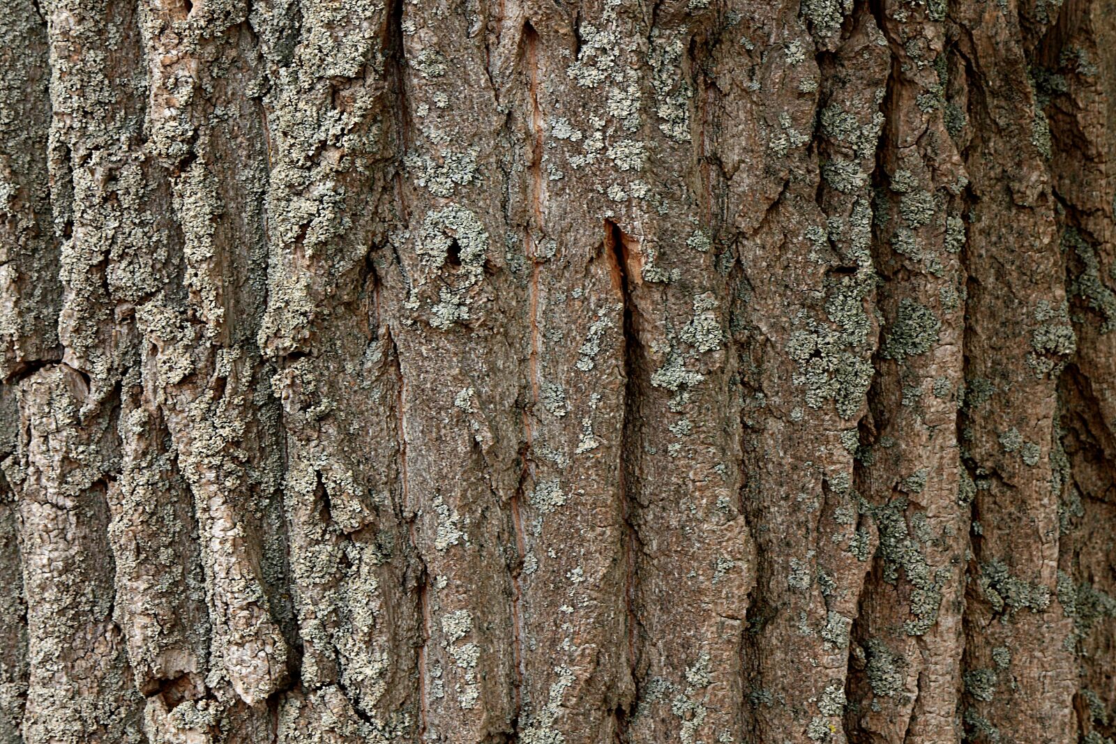 Canon EOS 450D (EOS Rebel XSi / EOS Kiss X2) sample photo. Tree, tree bark, poplar photography