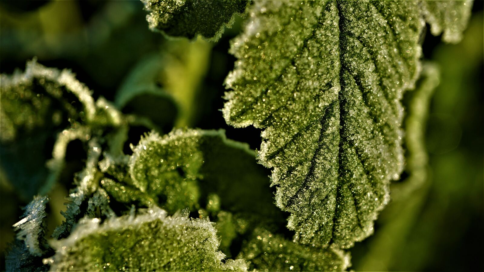 Sony E 30mm F3.5 Macro sample photo. Glitter, background, eiskristalle photography