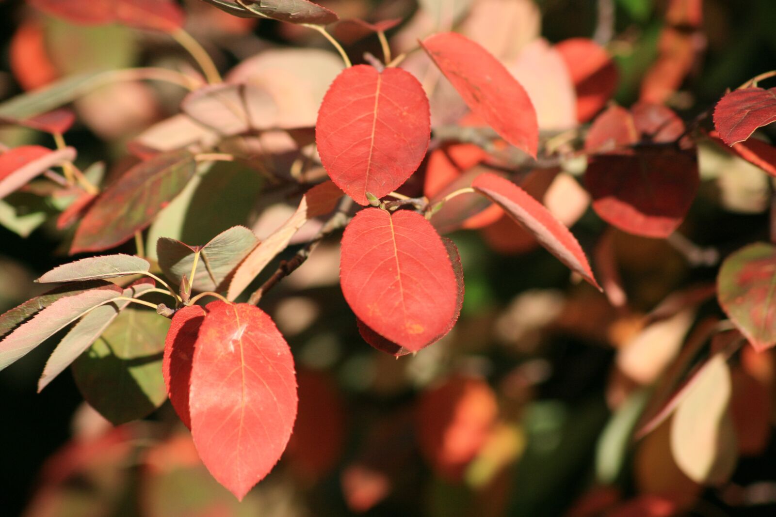 Canon EOS 400D (EOS Digital Rebel XTi / EOS Kiss Digital X) sample photo. Autumn leaves, leaves, amelanchier photography