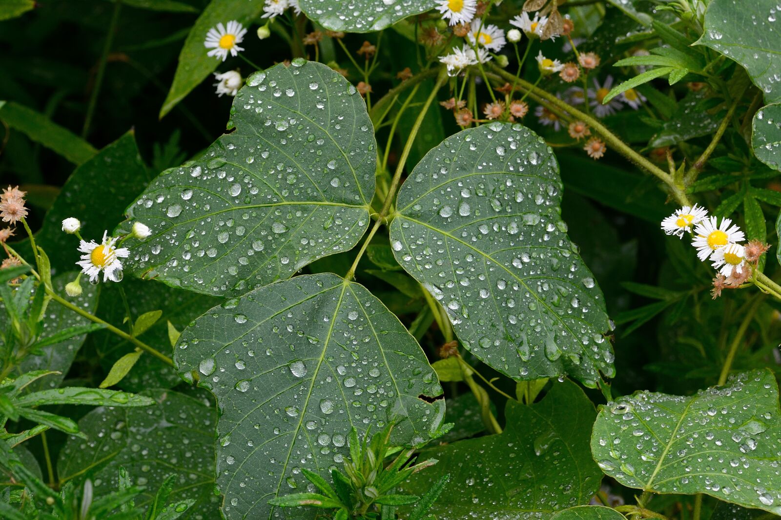 Nikon D7100 sample photo. Leaf, rain, green photography