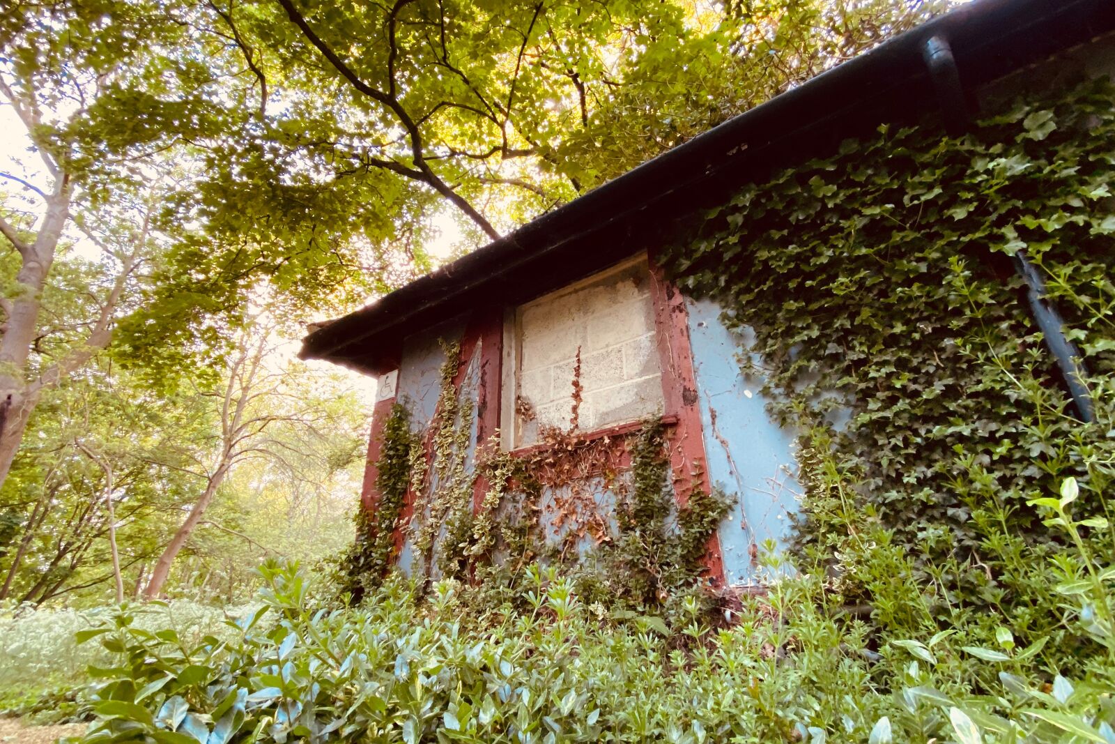 Apple iPhone XR sample photo. Nature, park, forest photography