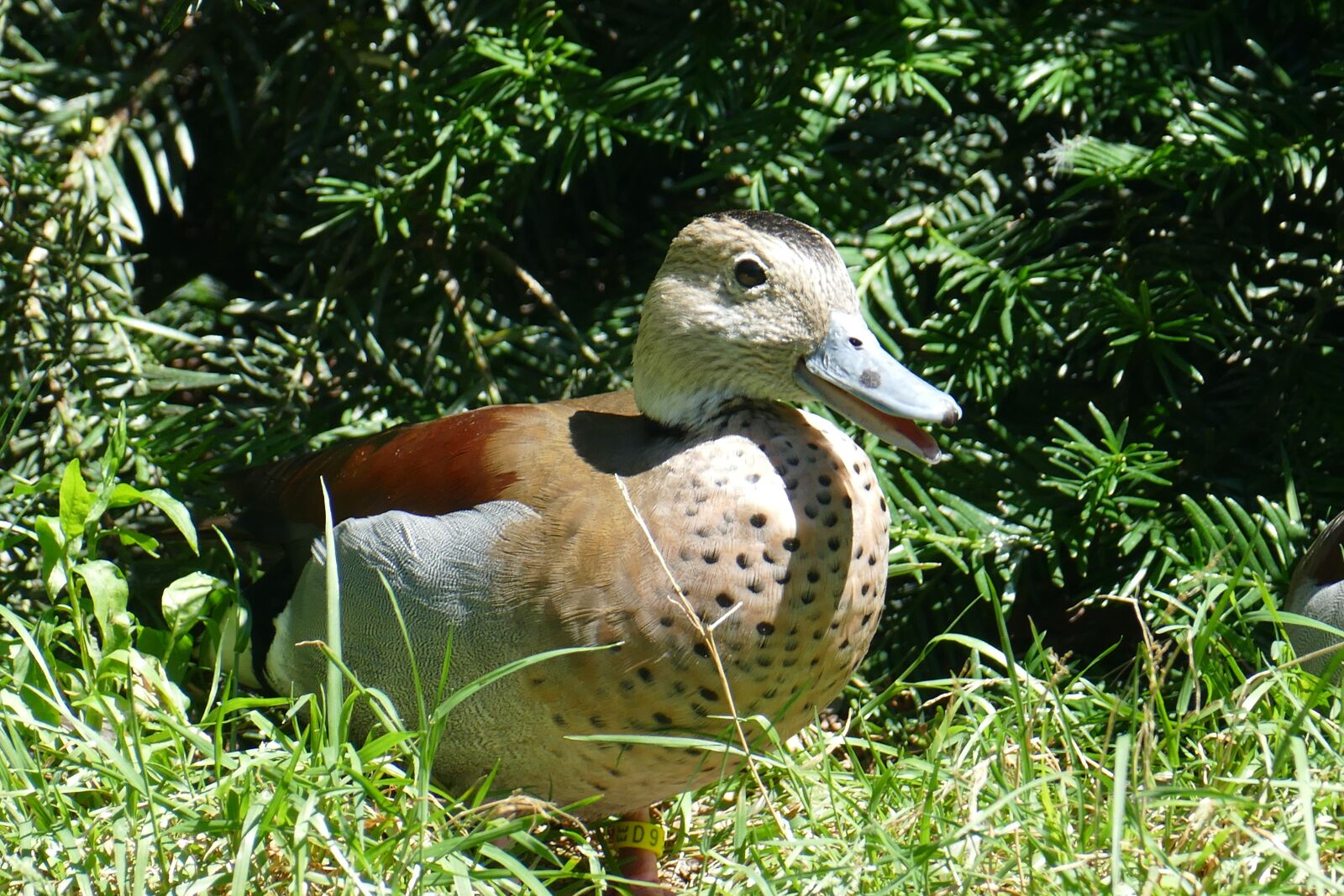 Panasonic Lumix DMC-FZ1000 sample photo. Plumage, colorful, mandarin ducks photography