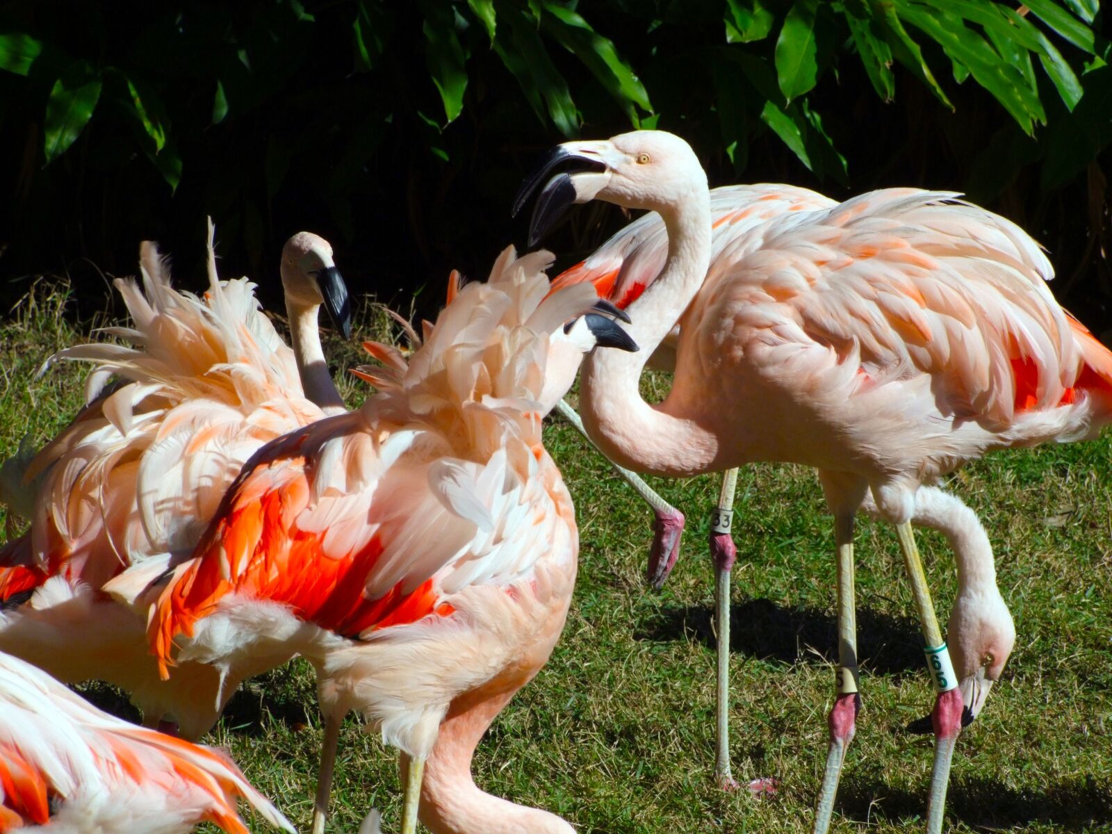 Fujifilm FinePix S100fs sample photo. Flamingo, birds, animal photography