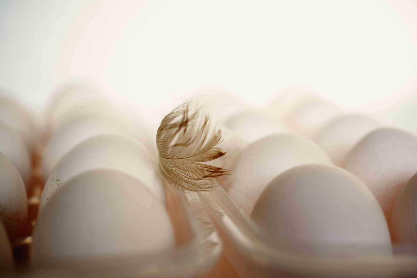 Nikon D5200 sample photo. Egg, feather, chicken feather photography