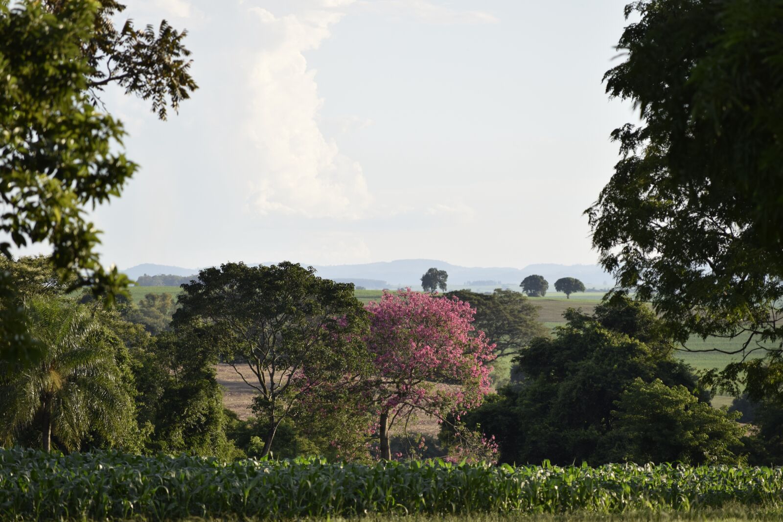 Nikon D3300 sample photo. Brazil, nature, landscape photography