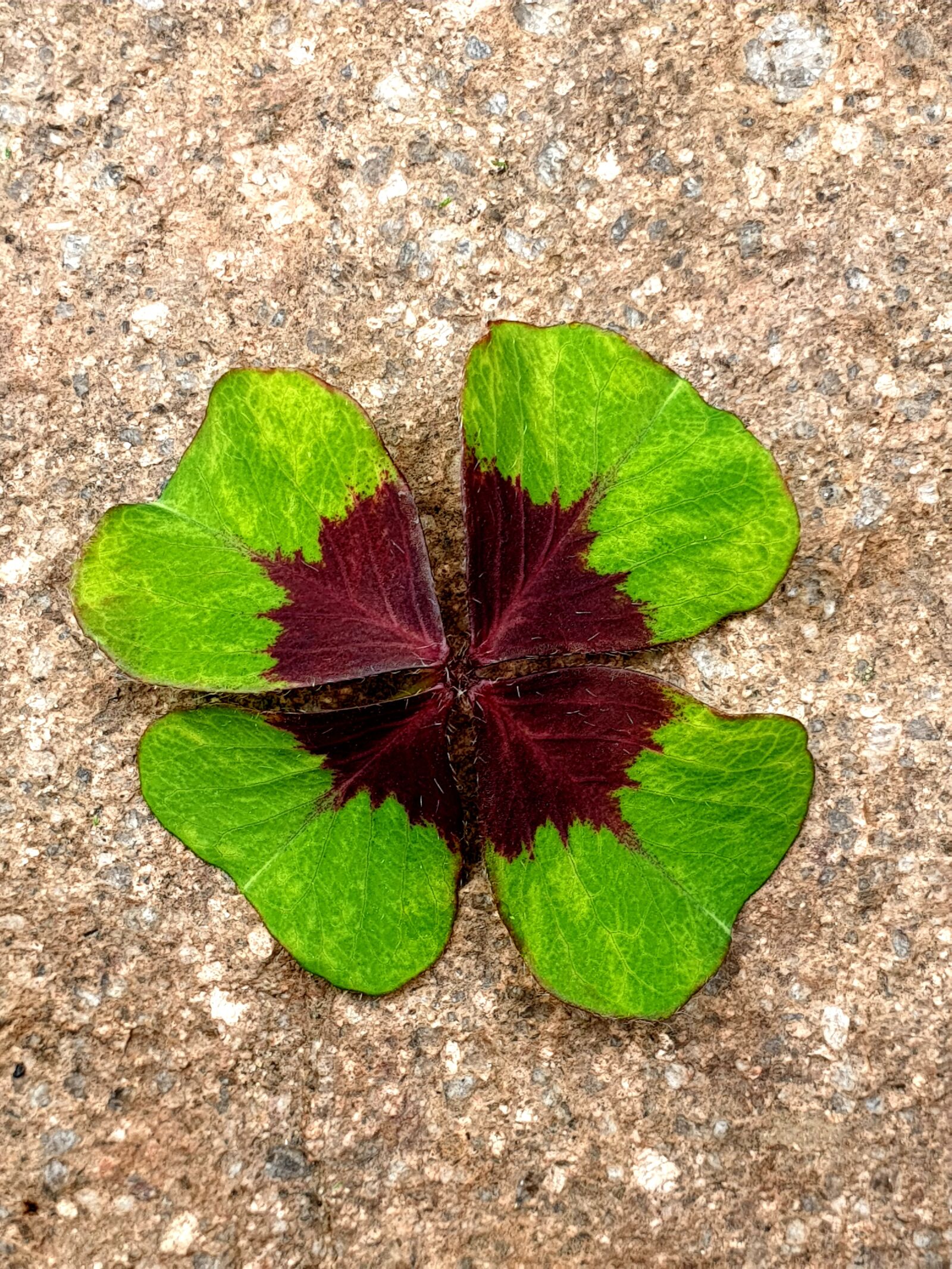 Samsung Galaxy S9+ sample photo. Four leaf clover, luck photography