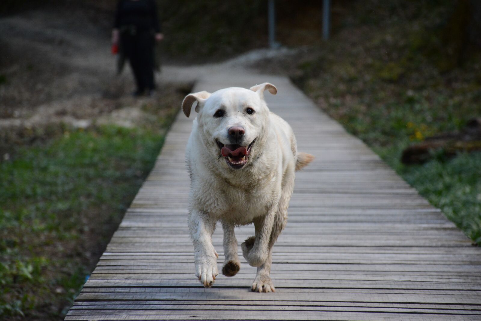 Nikon D7100 sample photo. Dog, nature, labrador photography