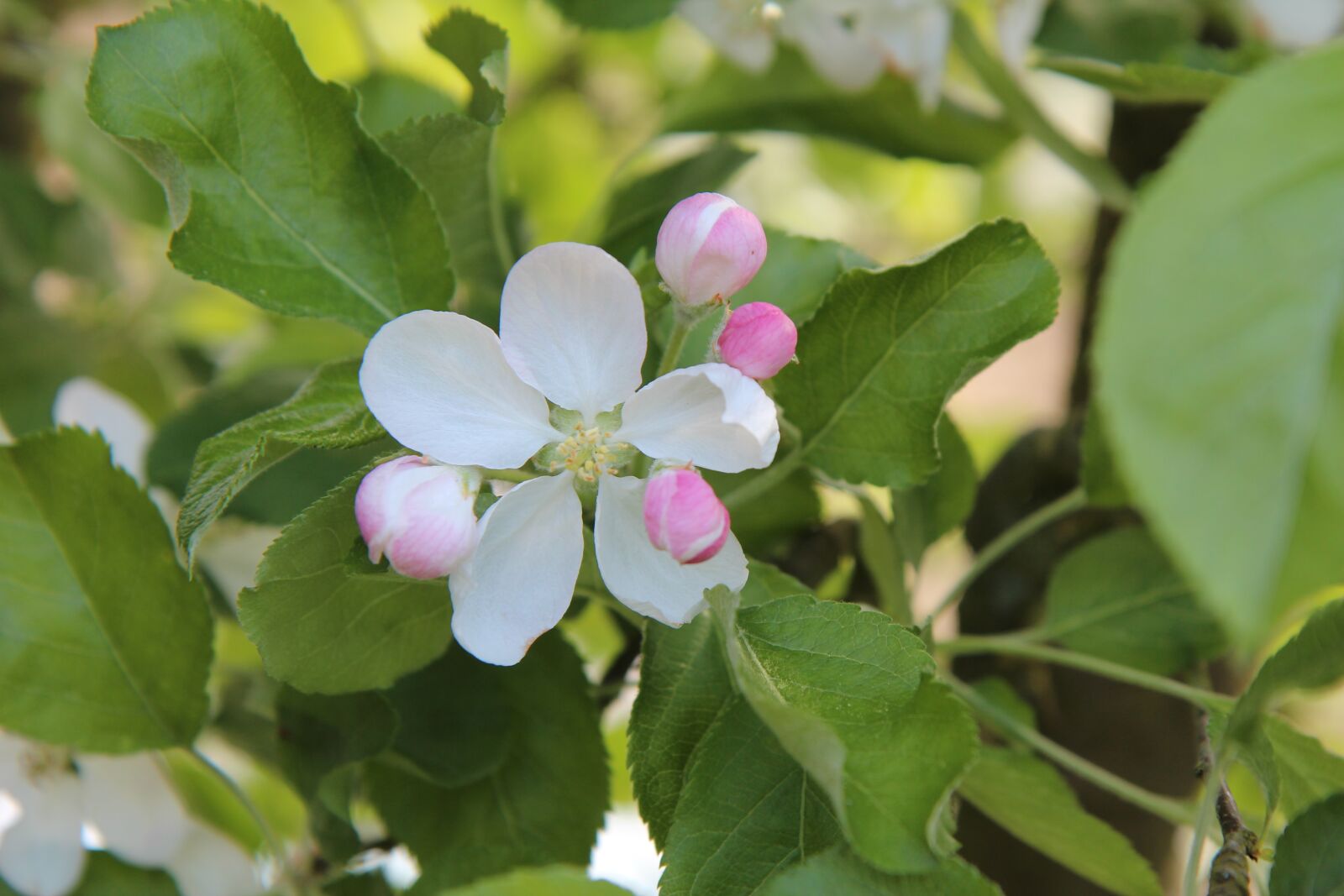 Canon EOS 600D (Rebel EOS T3i / EOS Kiss X5) sample photo. Apple, fruit tree, spring-flowering photography