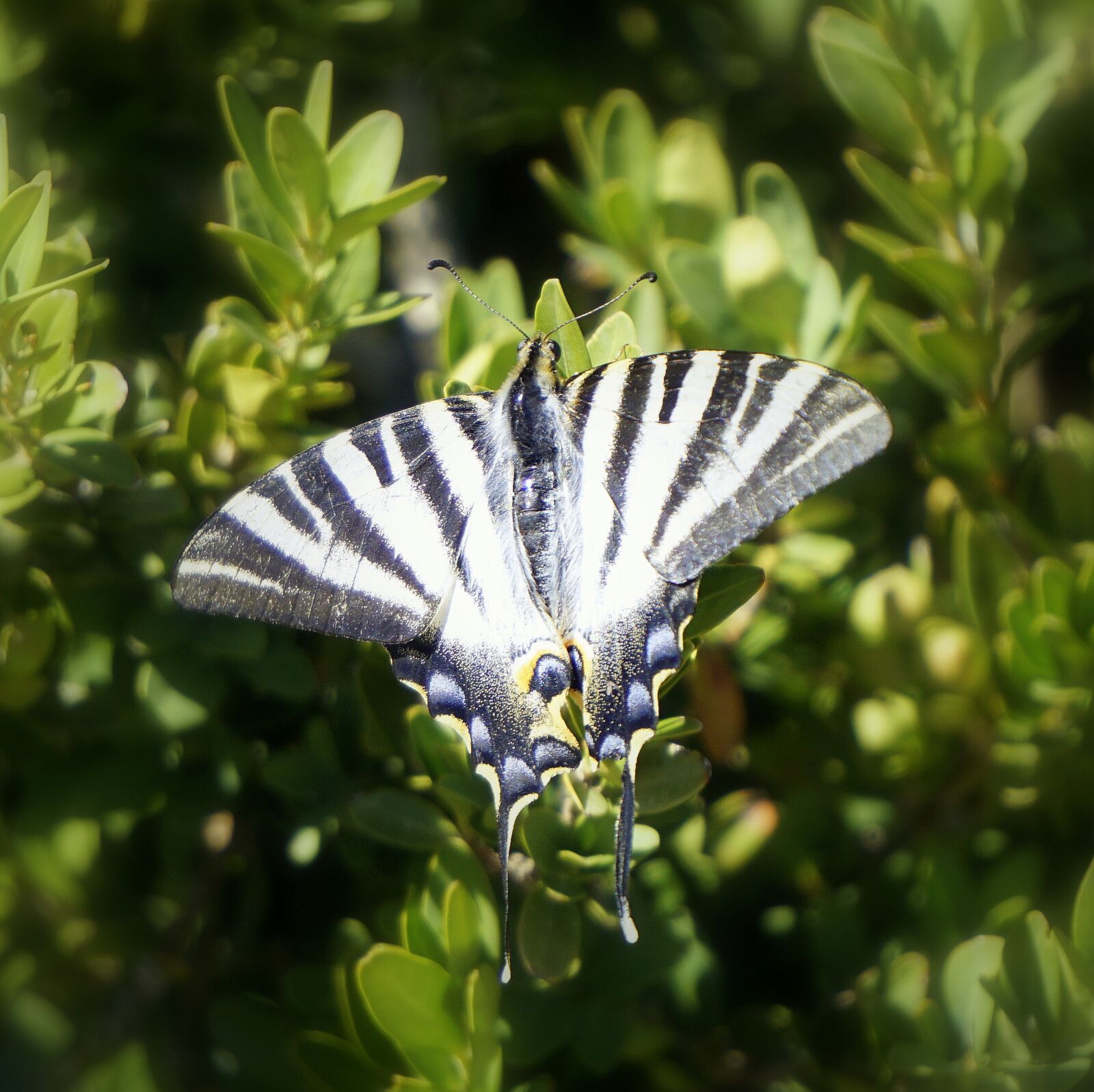 Sony E 55-210mm F4.5-6.3 OSS sample photo. Butterfly, insect, striped photography