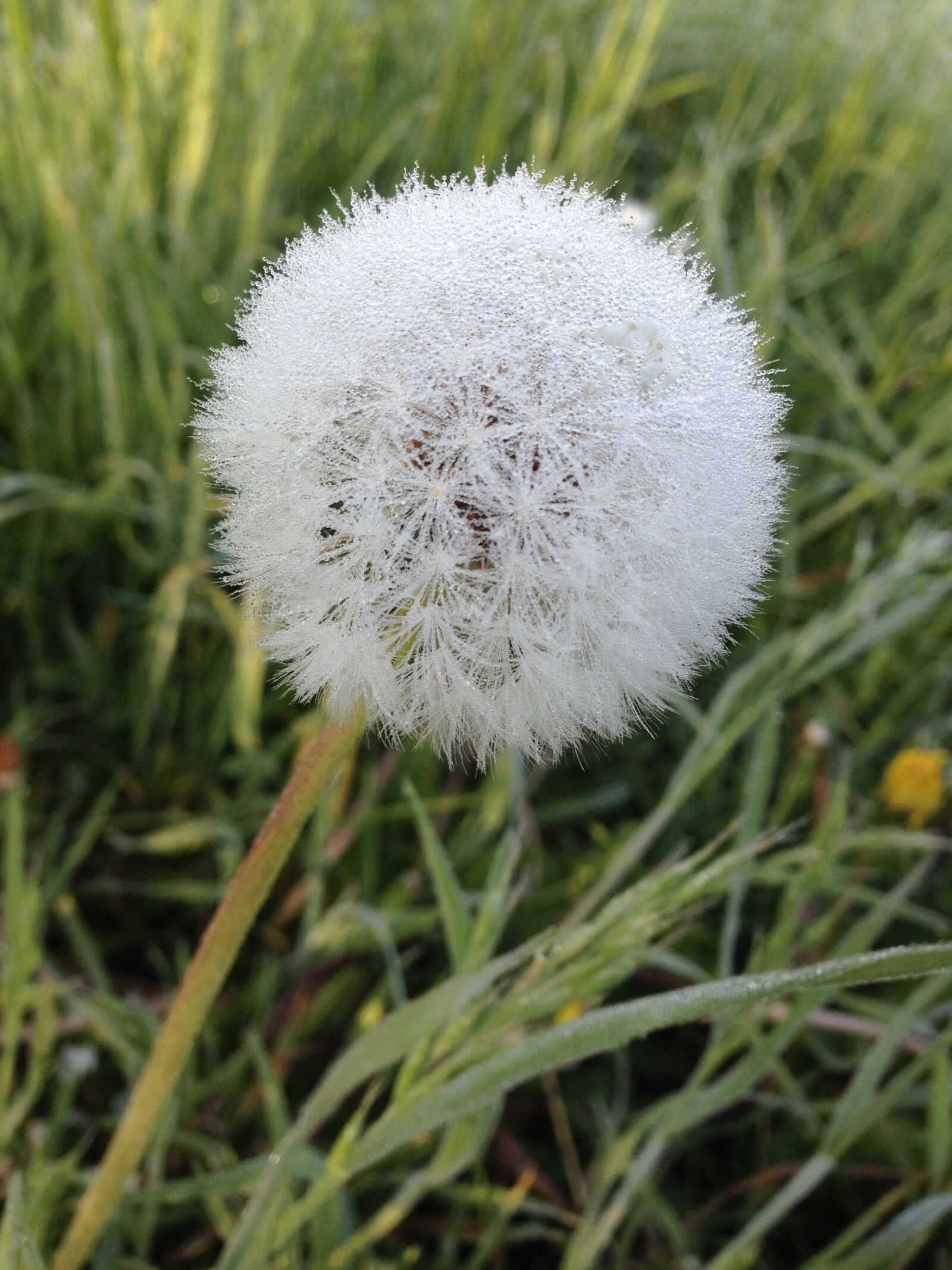 iPhone 5c back camera 4.12mm f/2.4 sample photo. Flower, dandelion, nature photography