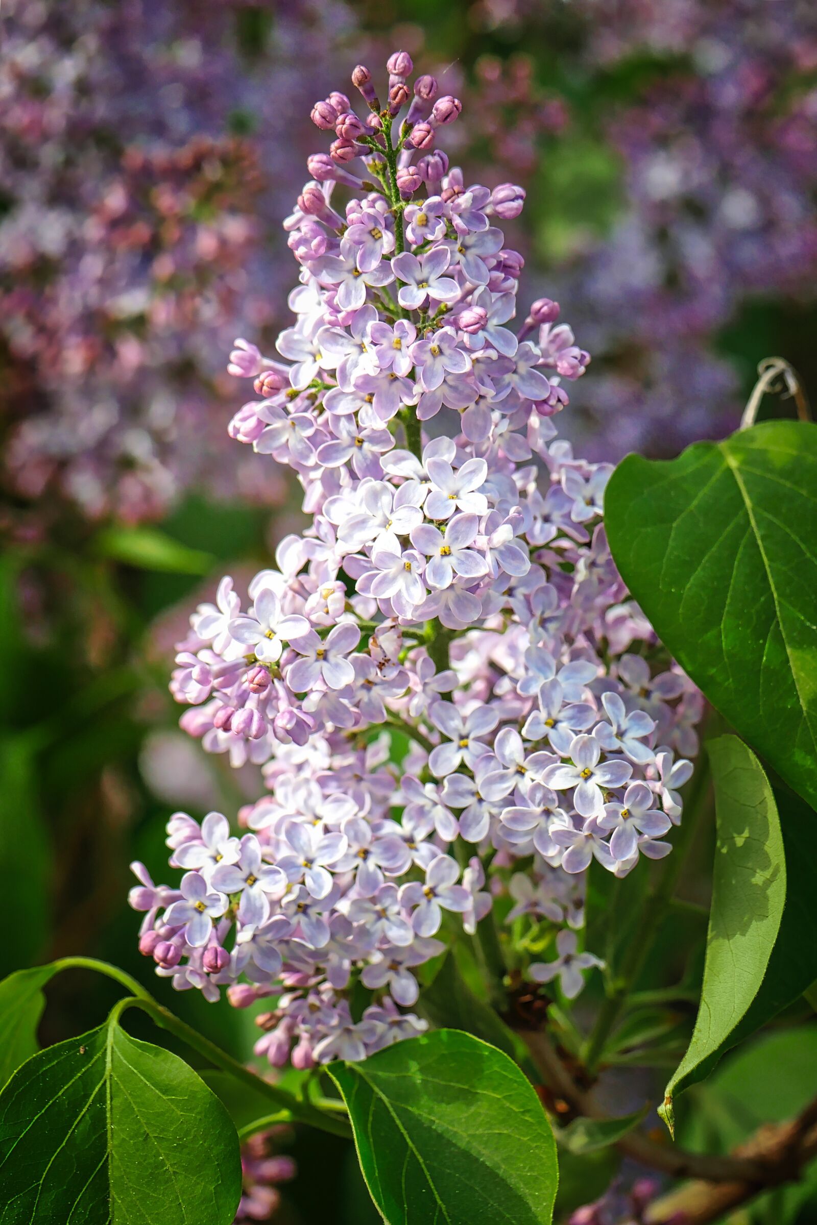 Panasonic Lumix DMC-GX8 sample photo. Flower, nature, plant photography
