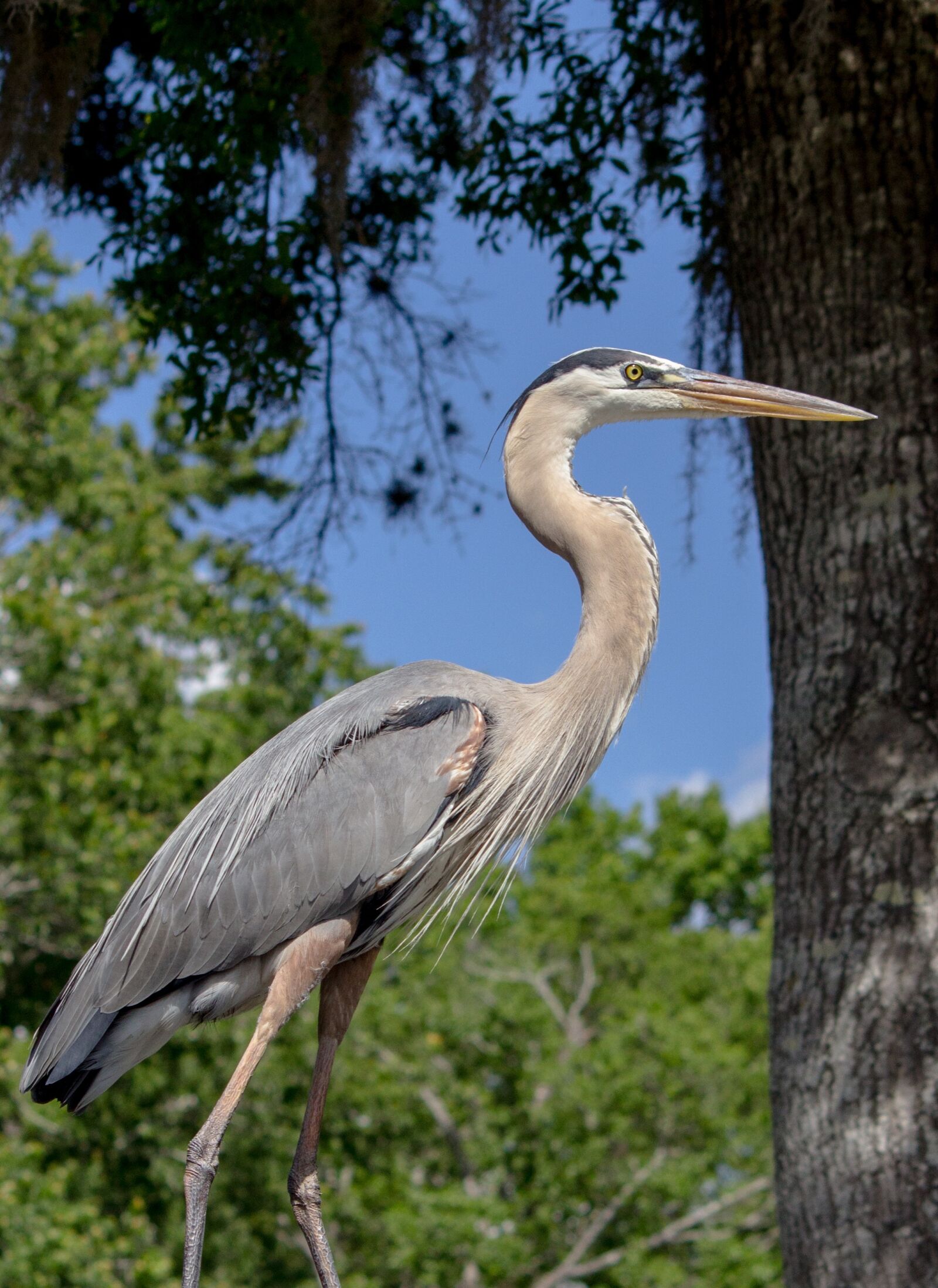 Canon EOS 600D (Rebel EOS T3i / EOS Kiss X5) sample photo. Nature, heron, bird photography