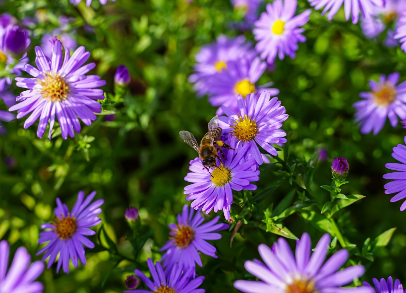 Tamron 28-75mm F2.8 Di III RXD sample photo. Bee, garden, flowers photography