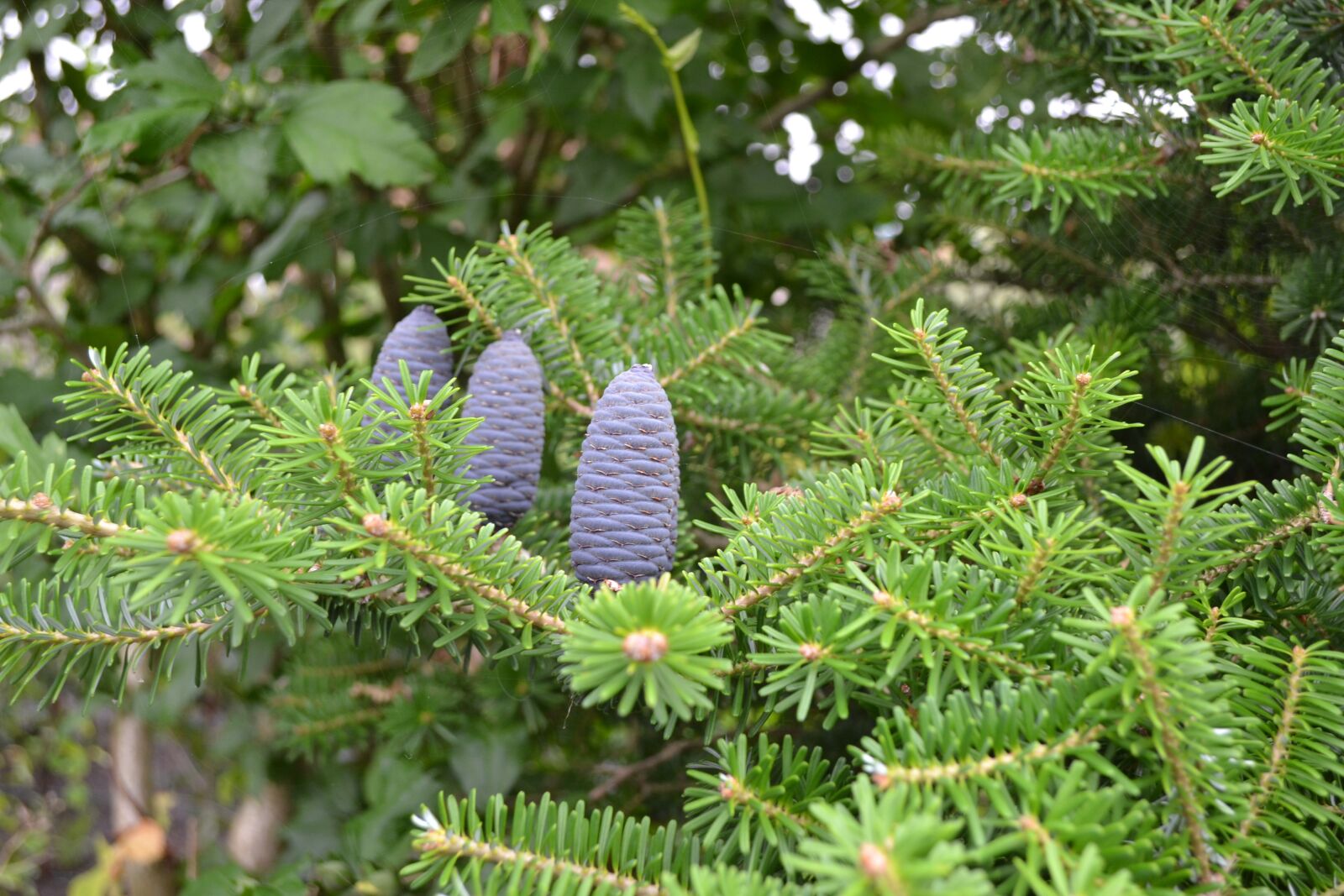 Nikon D3100 sample photo. Pine, apple, coniferous photography