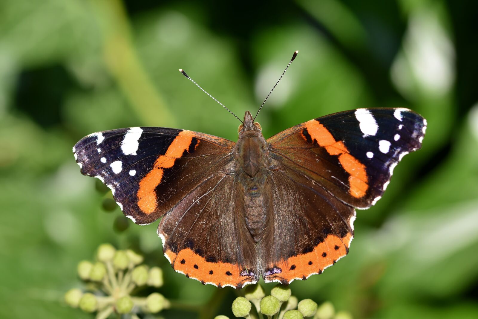 Nikon D7200 sample photo. Butterfly, admiral, sprinkle photography