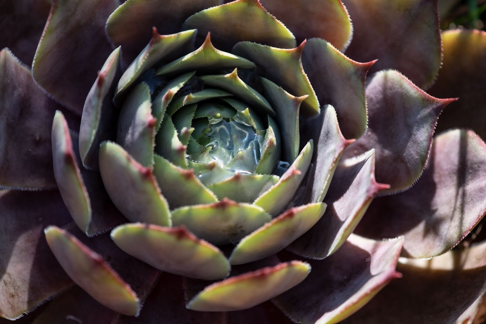 Nikon D750 sample photo. Houseleek, succulent, plant photography