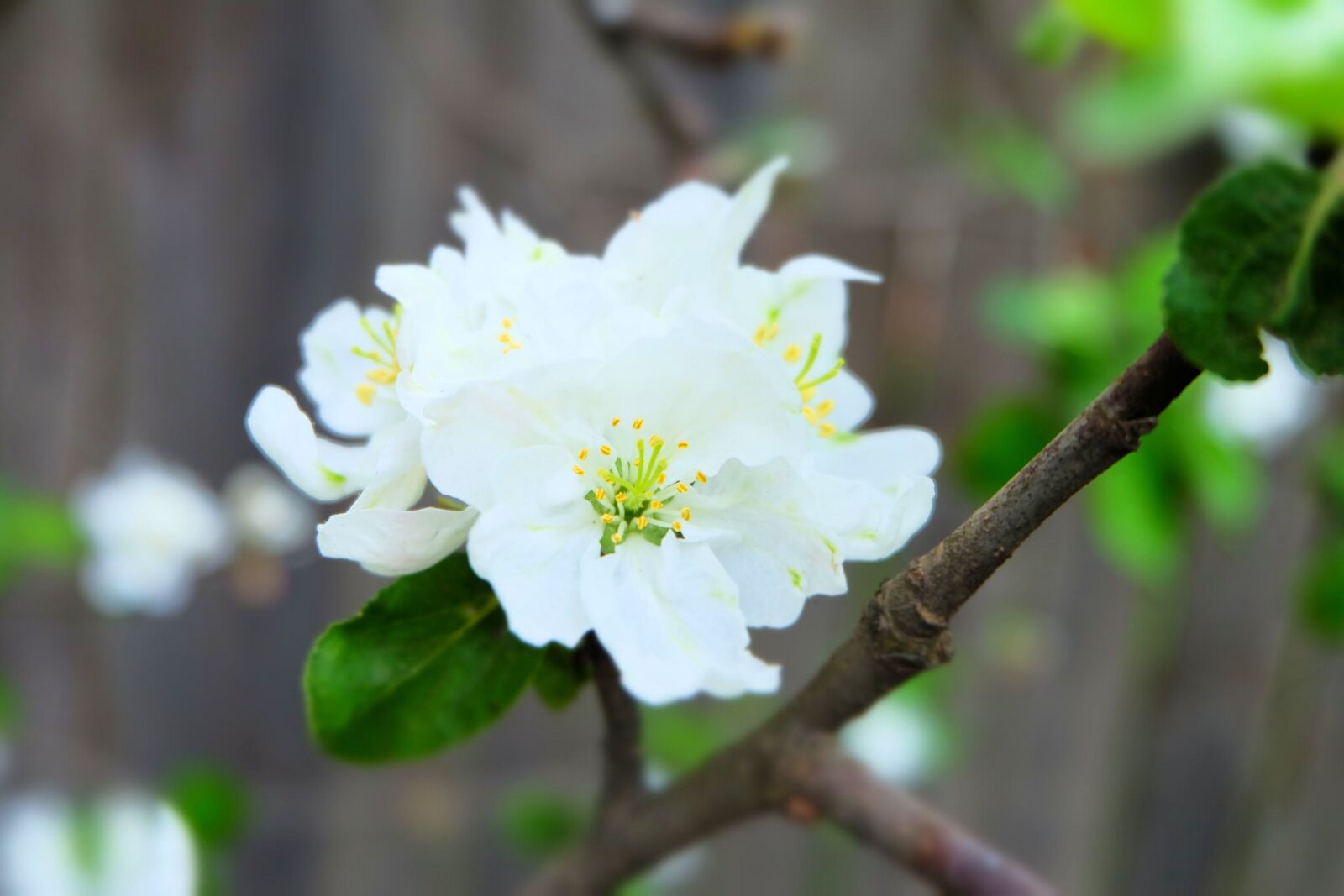 Fujifilm X-A2 + Fujifilm XC 16-50mm F3.5-5.6 OIS II sample photo. Apple tree, flowers, bloom photography