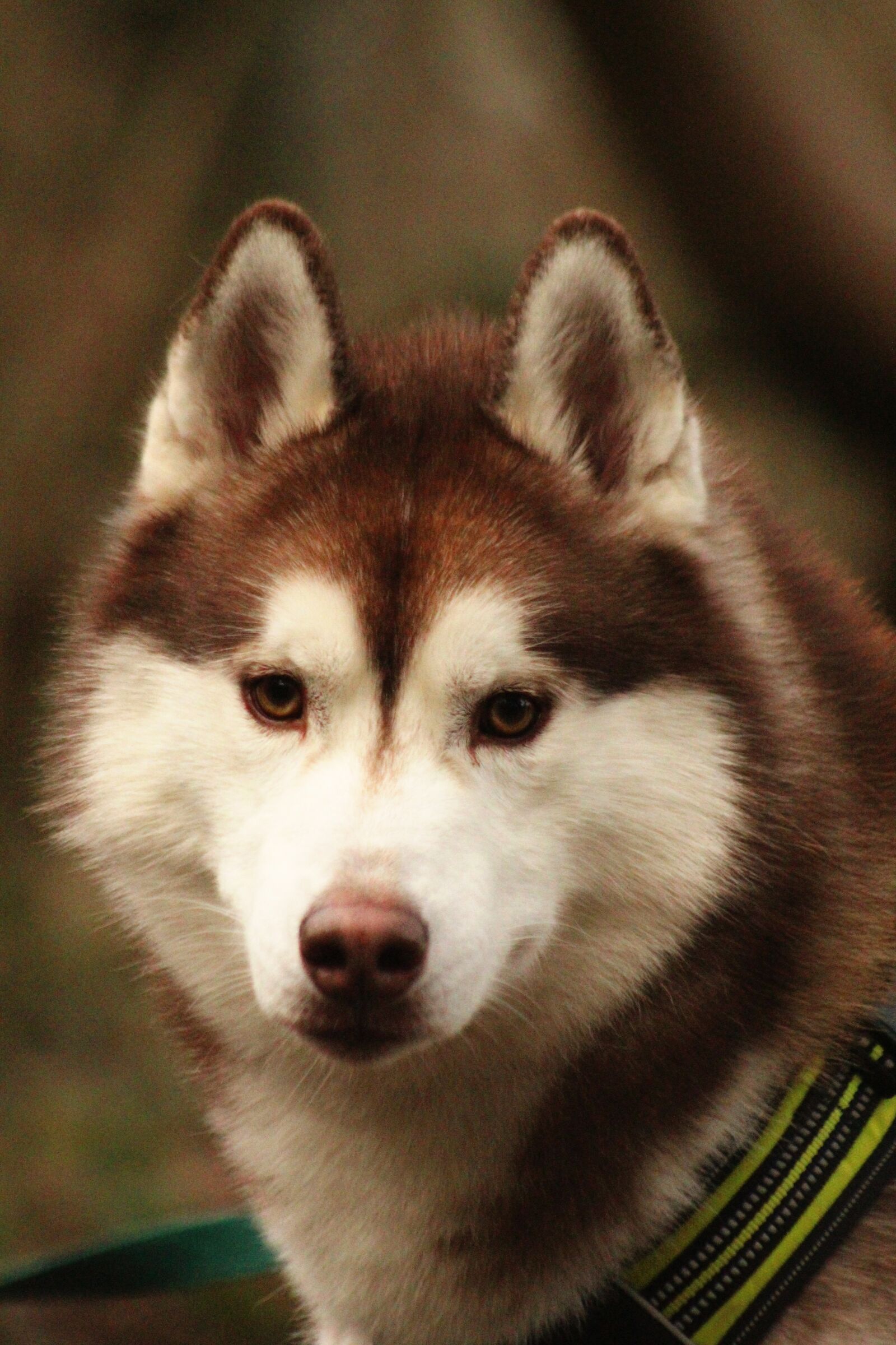 Canon EOS 4000D (EOS Rebel T100 / EOS 3000D) sample photo. Siberian husky, husky, dog photography