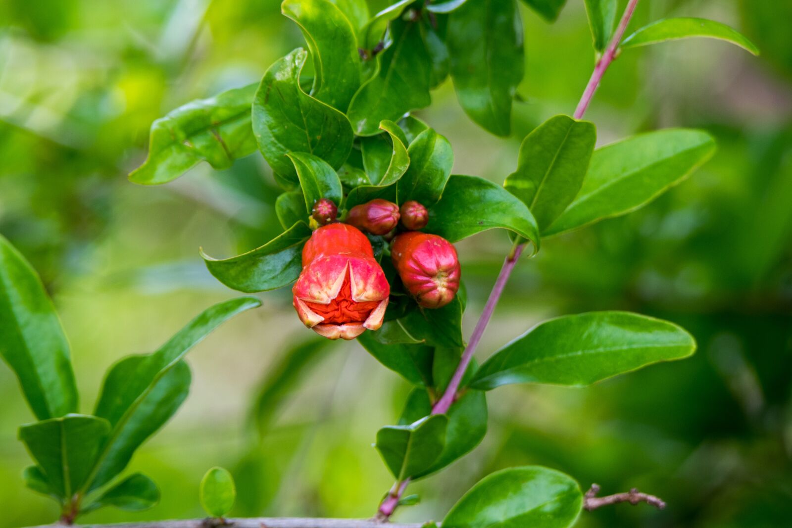 Nikon D5300 sample photo. Leaf, fruit, nature photography