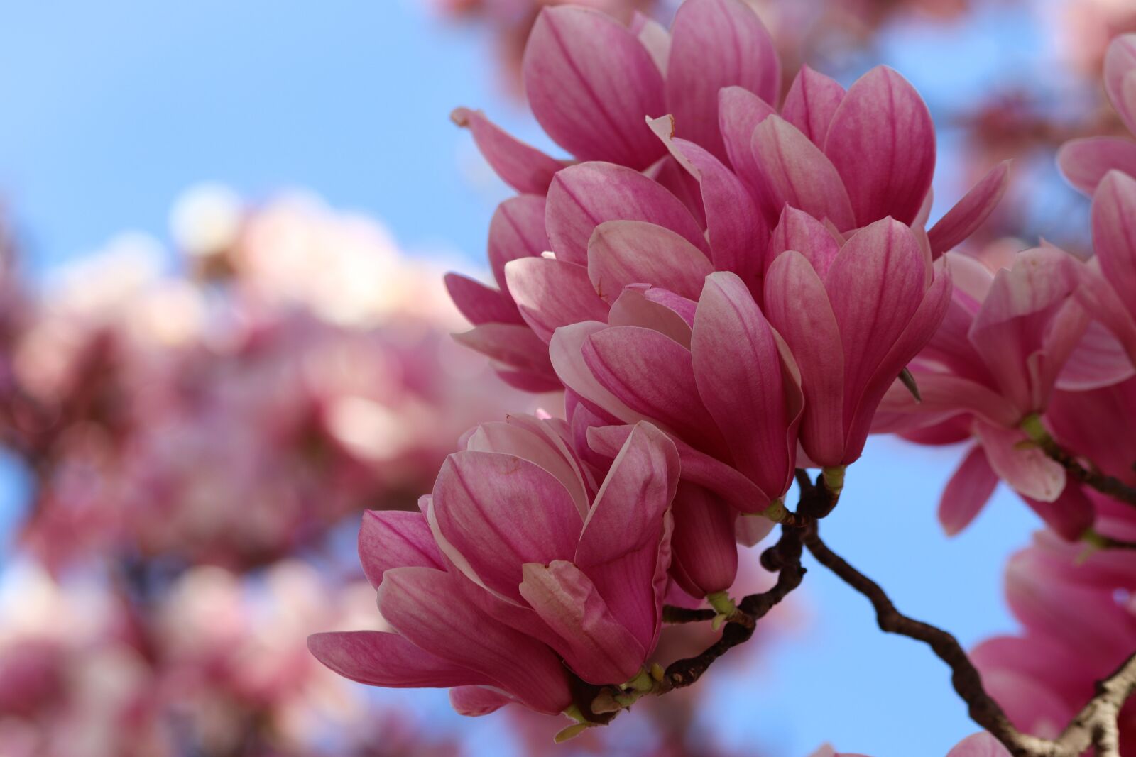 Canon EOS 200D (EOS Rebel SL2 / EOS Kiss X9) sample photo. Pink magnolia, spring, flowers photography