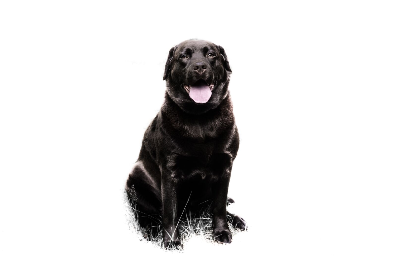 Nikon D610 sample photo. Labrador, single, brown photography