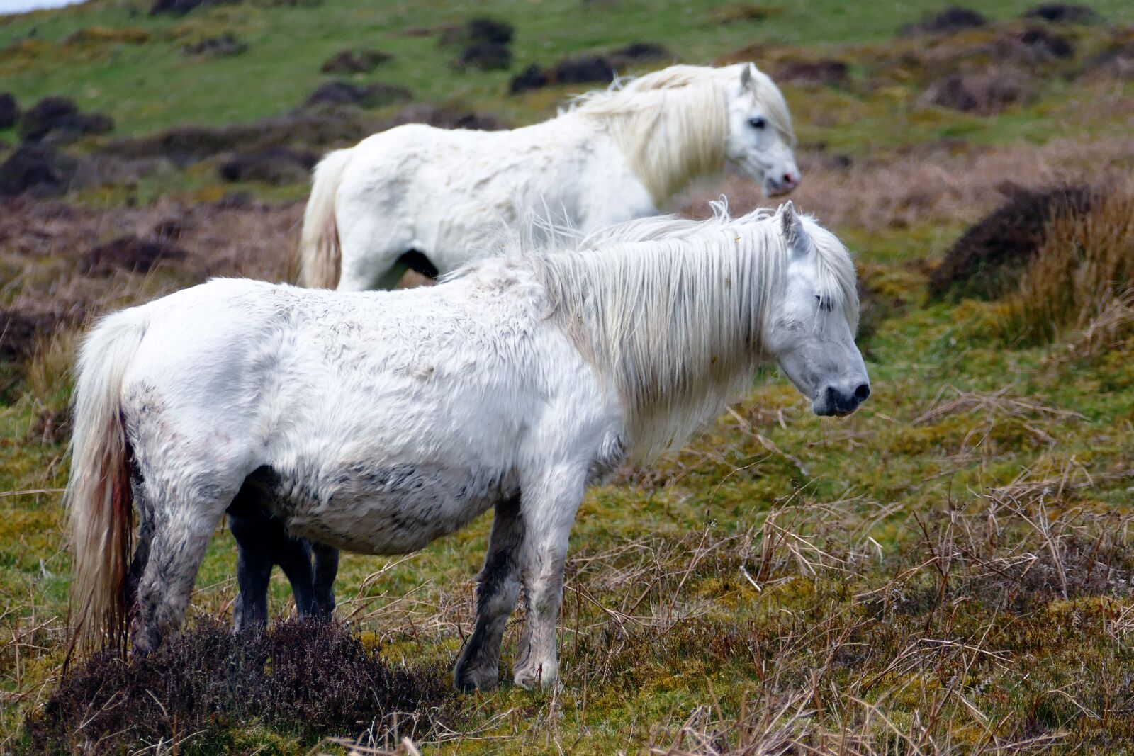 Panasonic Lumix DMC-FZ1000 sample photo. Horses, animal, field photography