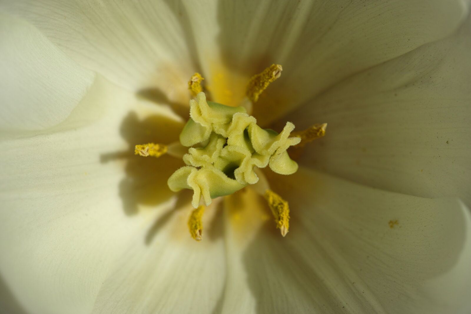 Sigma DP3 Merrill sample photo. Tulips, flower, macro photography