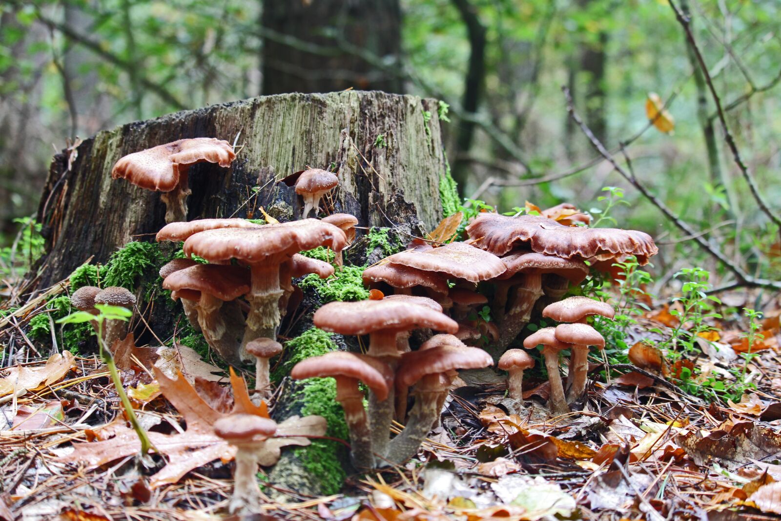 Canon EF-S 55-250mm F4-5.6 IS STM sample photo. Mushrooms, mushroom time, autumn photography