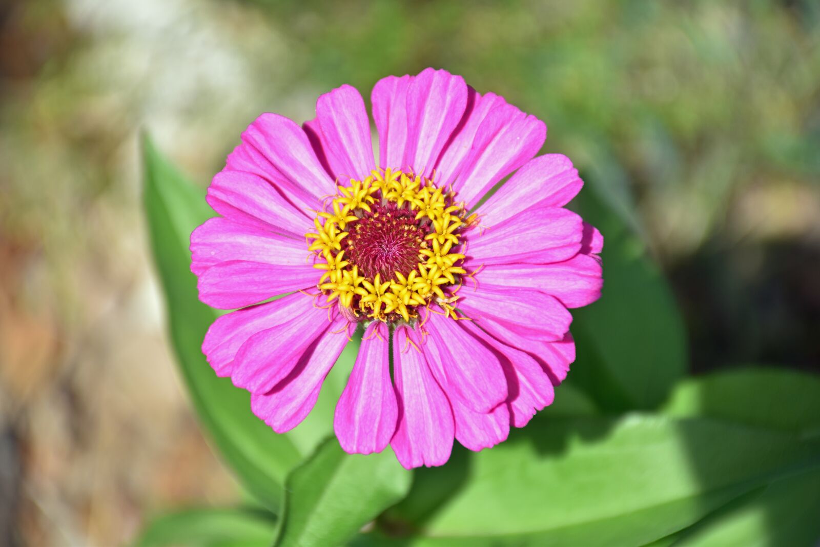 Nikon D5500 sample photo. Flower, floral, spring photography
