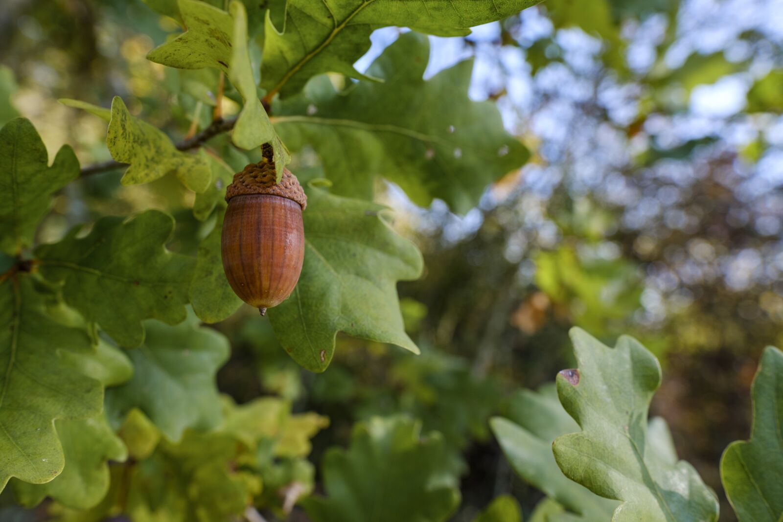 Fujifilm X-T2 + Fujifilm XF 16mm F1.4 R WR sample photo. Acorn, fruit, seeds photography